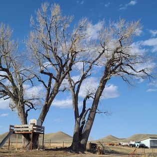  for Two Fellers Tree Service in Buffalo, WY