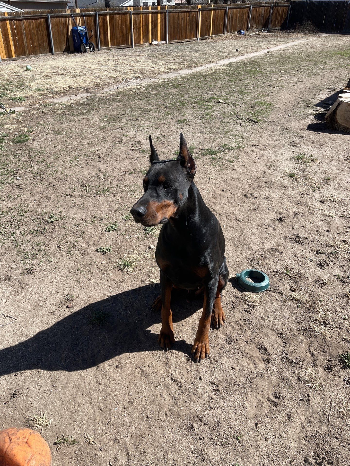 It's really about the pets we meet along the way... for Mr. Pipe Dreams LLC in Colorado Springs, CO