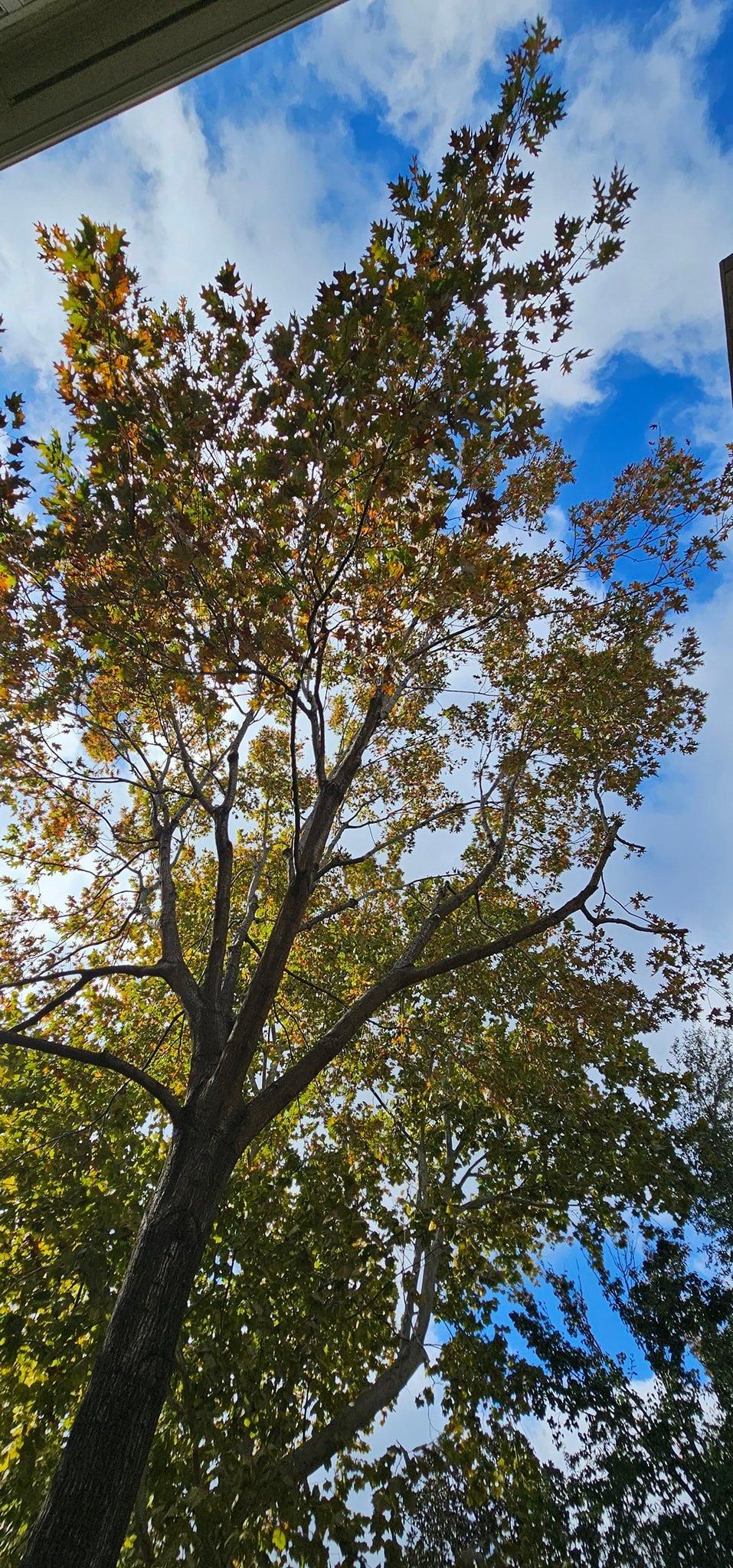  for Servin's Tree Care  in Houston, TX