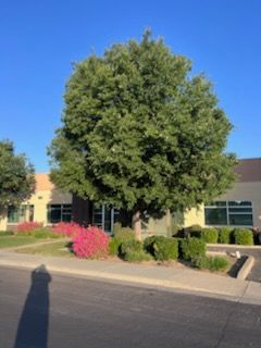 All Photos for Sammy's Tree Services in Sacramento, CA