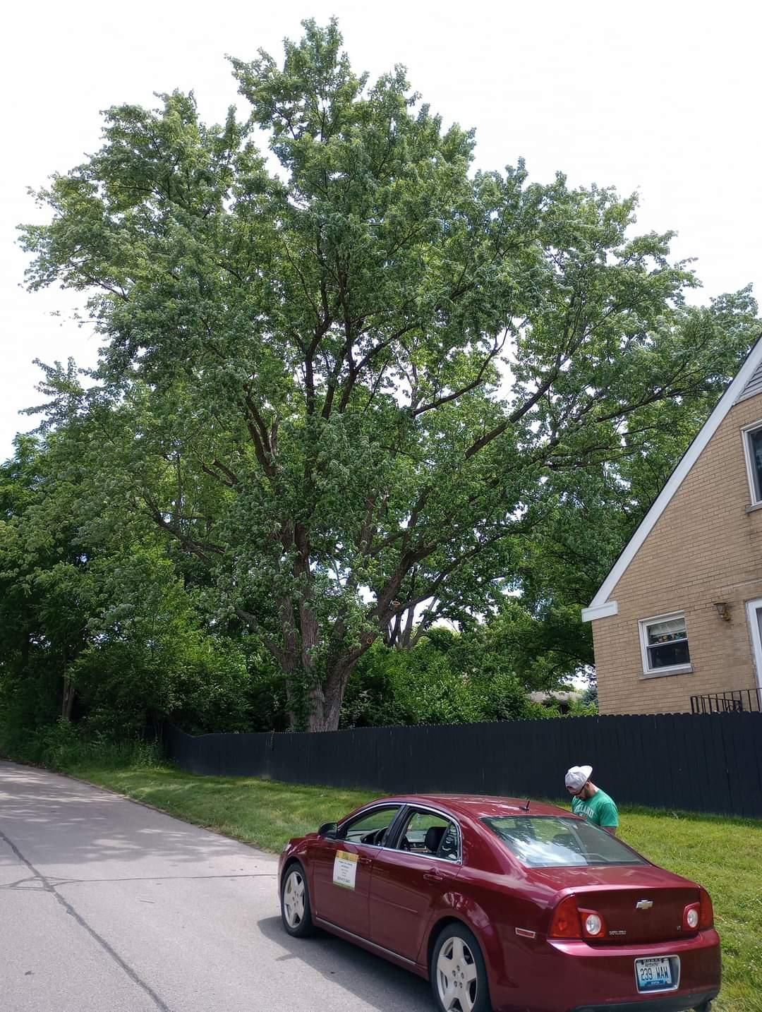  for Kingdom Tree Trimming and Removal LLC in Covington, KY