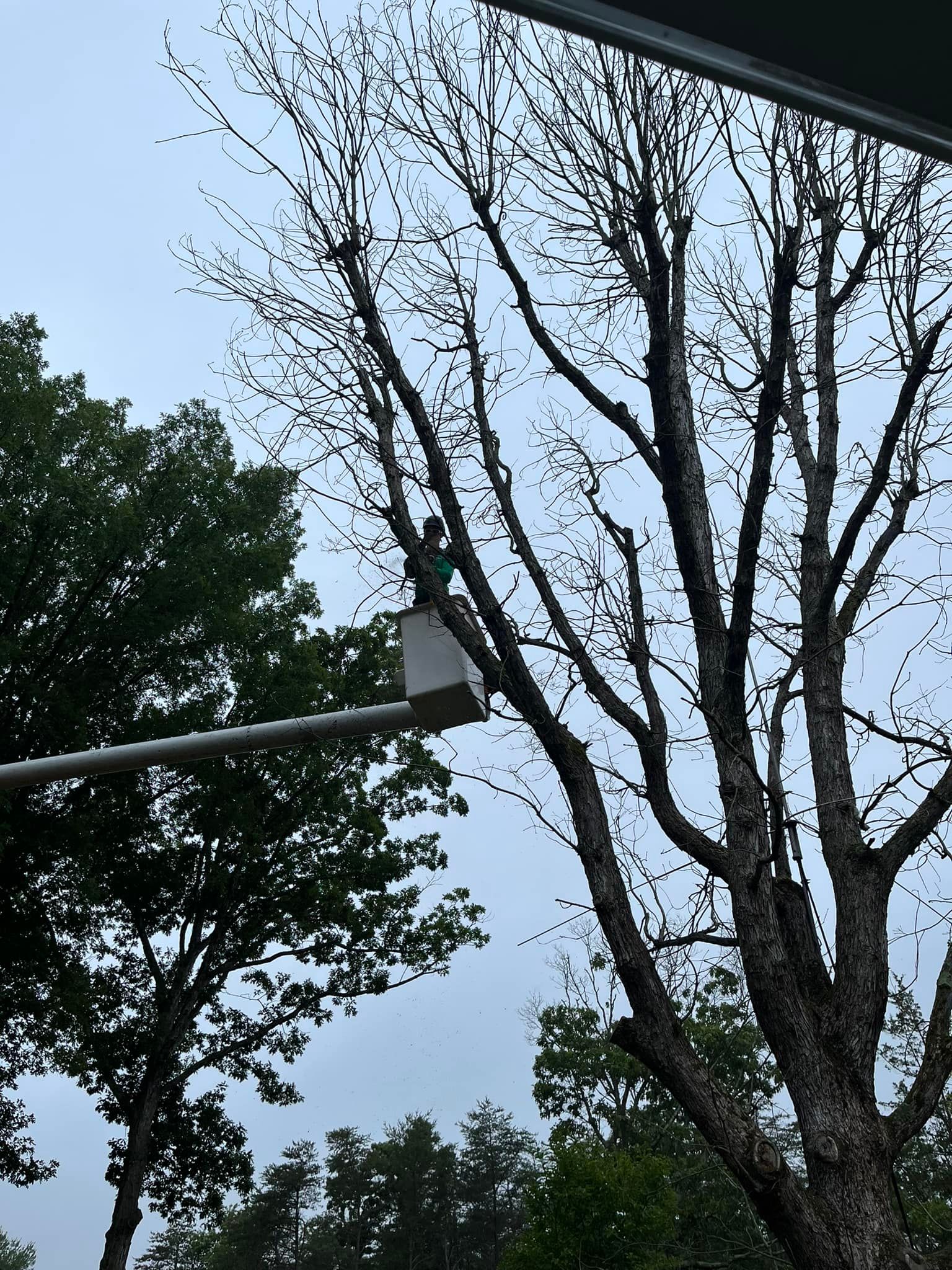 Tree Services for Etherton’s Tree Service in Quinton, NJ