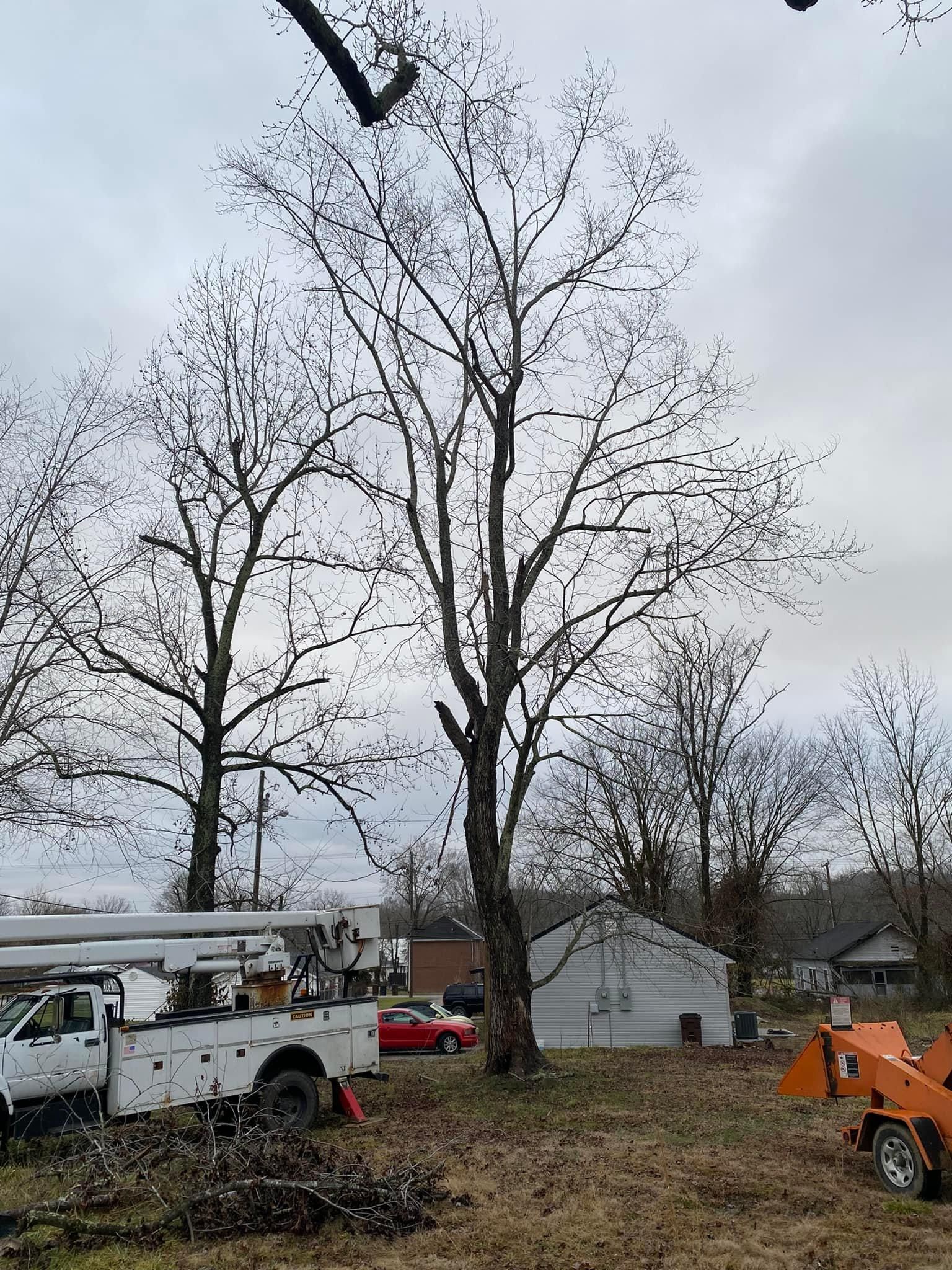 Fall and Spring Clean Up for Atwood’s Tree Care in Liberty,  KY