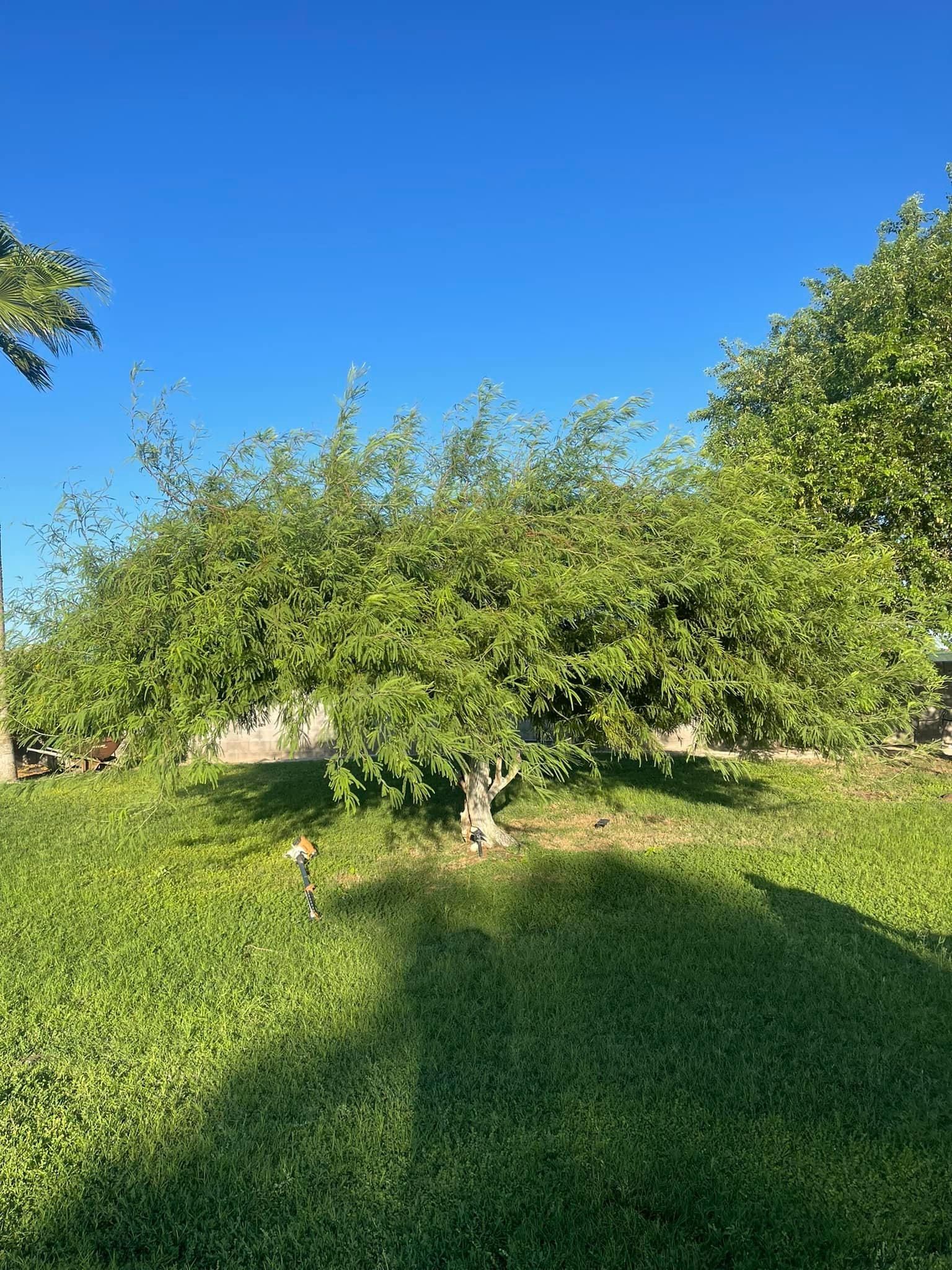  for Oliver L. Palm & Tree services in Yuma County, AZ