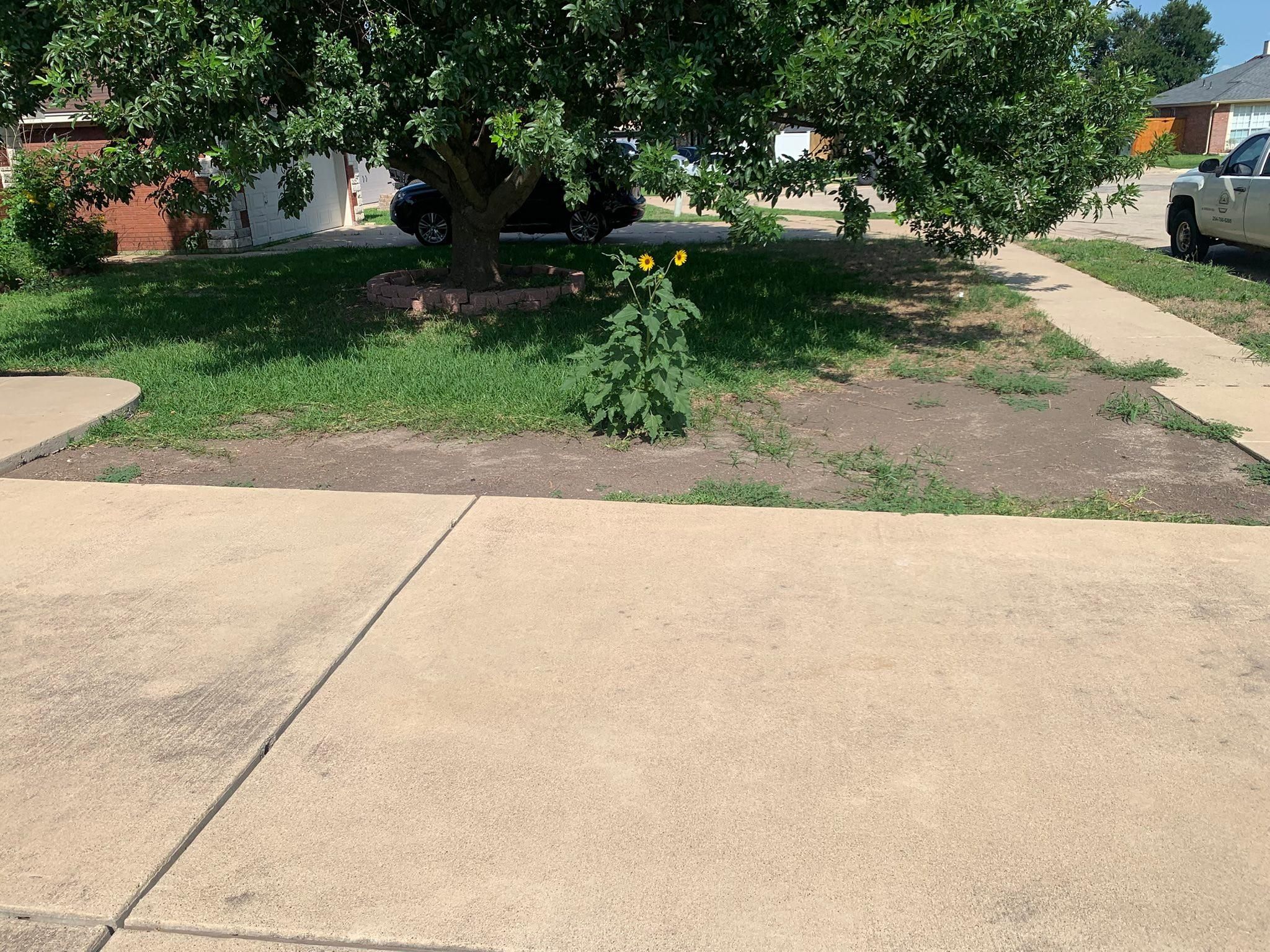  for Scalpel Lawn Service in Temple, TX