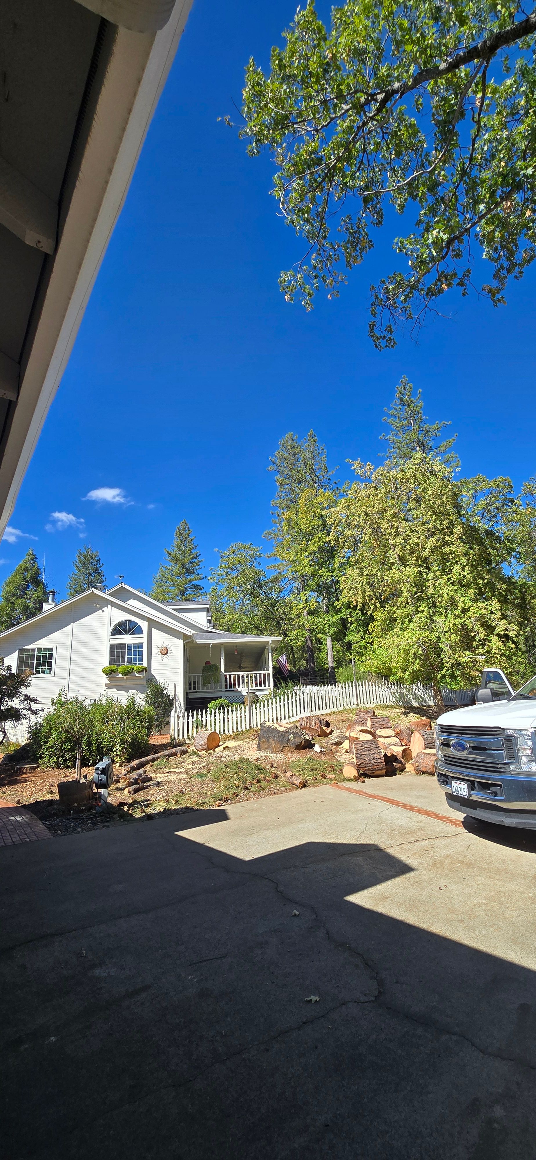  for George Staddan's Professional Tree Care in Placerville, CA