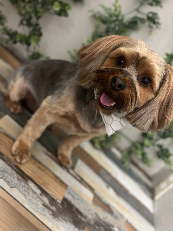  for Tails By The Lake Grooming in Branson West, MO