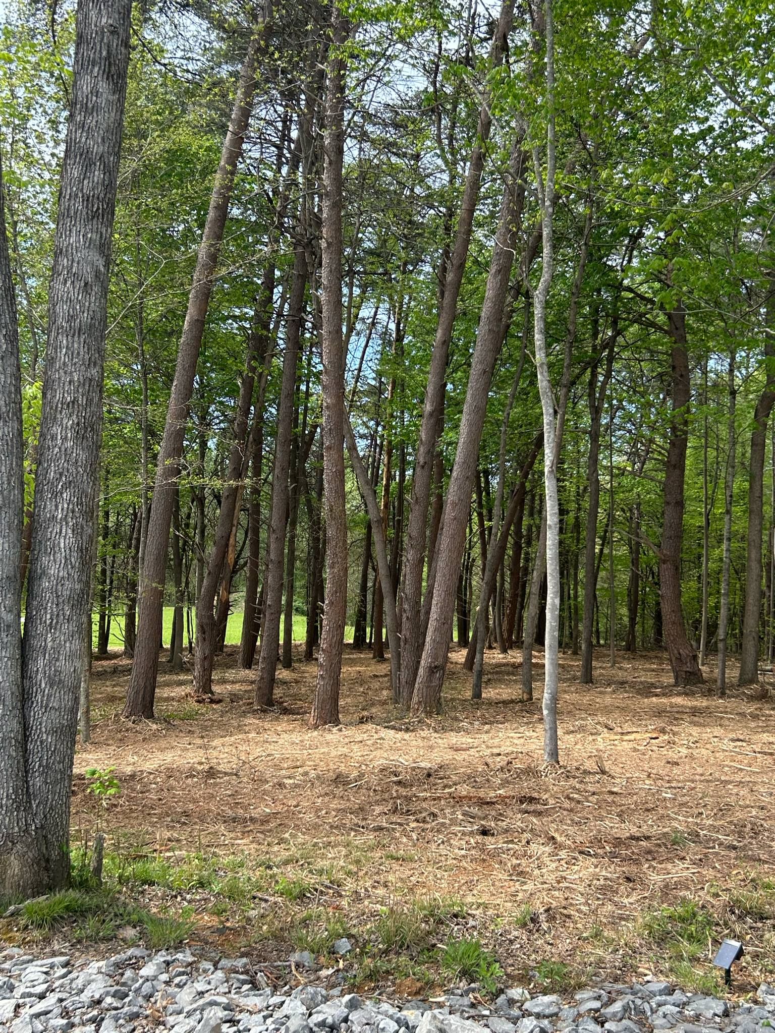  for Z's Land Management & Forestry Mulching in Smithville, TN