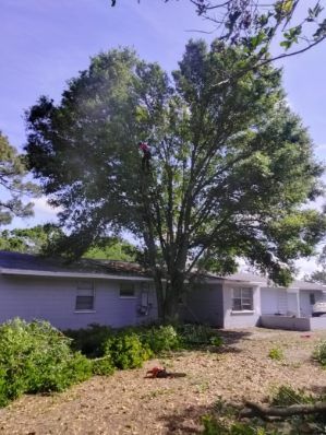 All Photos for TREE BOYS in Ruskin, FL
