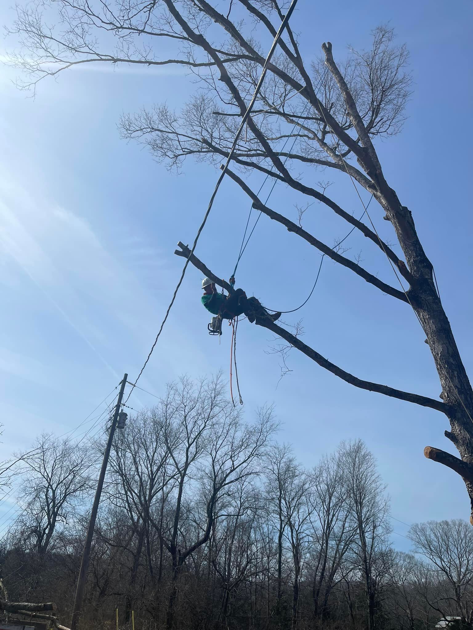 Tree Removal for Cassidy Tree Care in Santa Fe, TN
