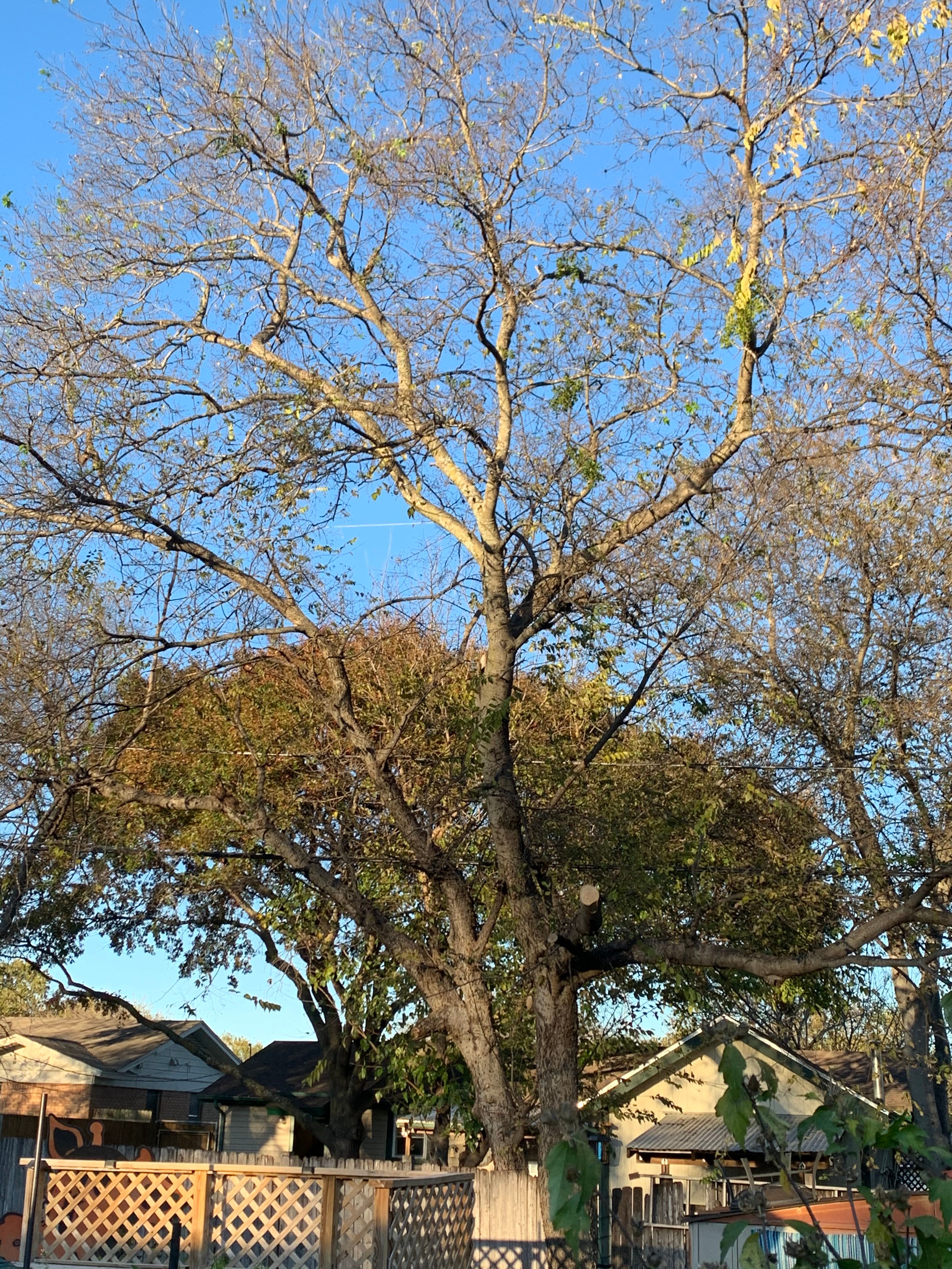  for TLC Professional Tree Service in Bedford, TX