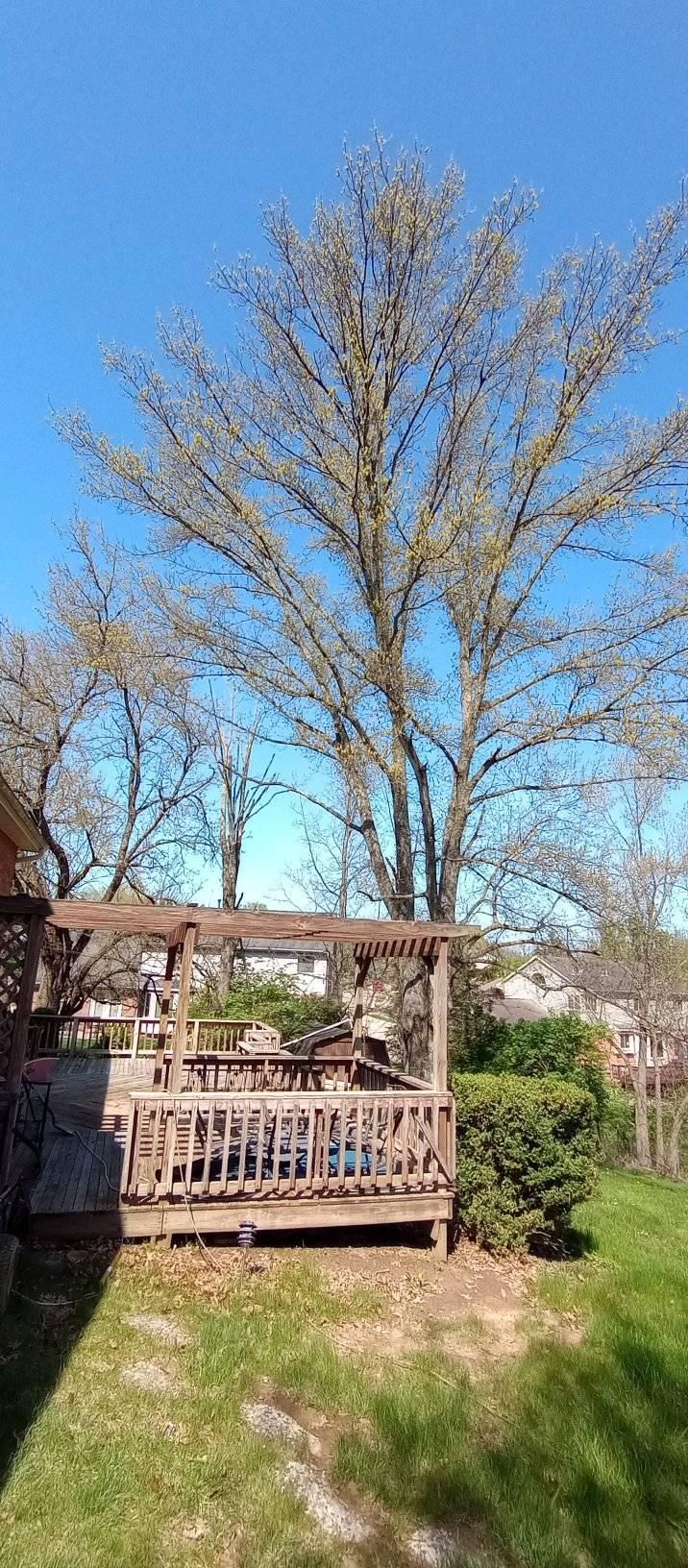  for Kingdom Tree Trimming and Removal LLC in Covington, KY