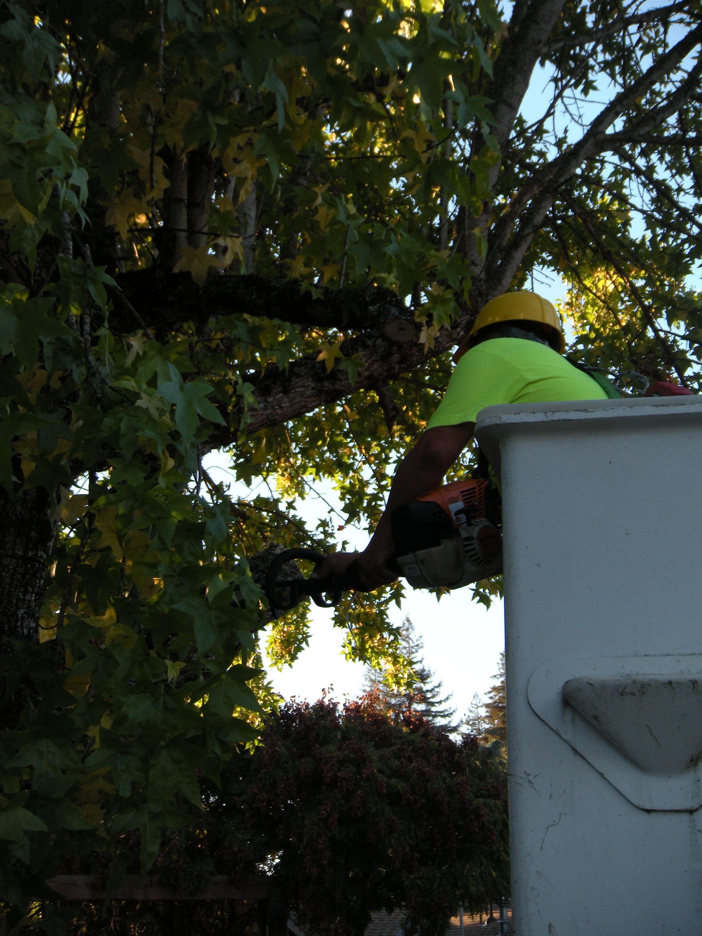 Tree trimming  for Willamette Landscaping and Tree Services in Albany, OR
