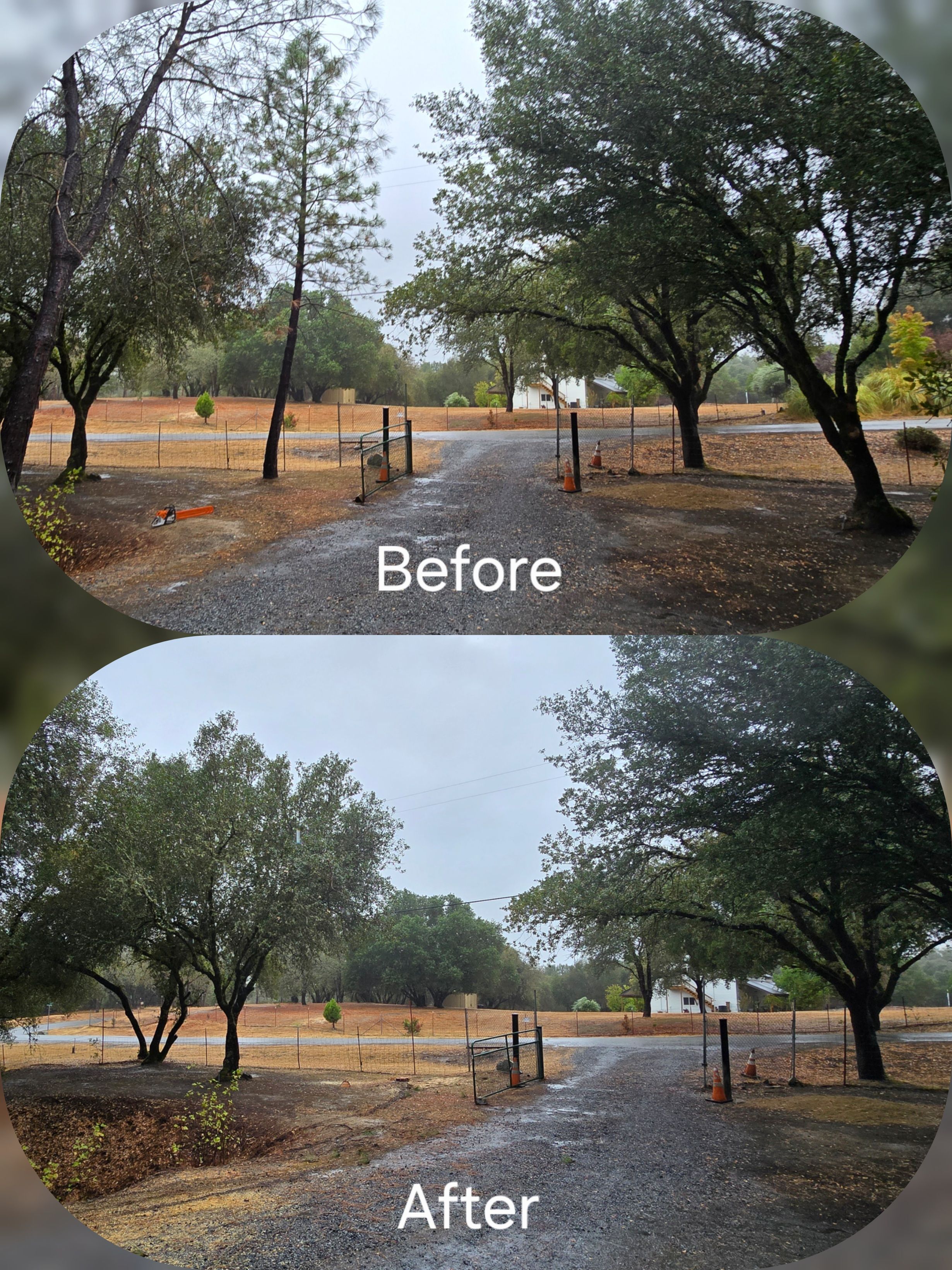  for George Staddan's Professional Tree Care in Placerville, CA