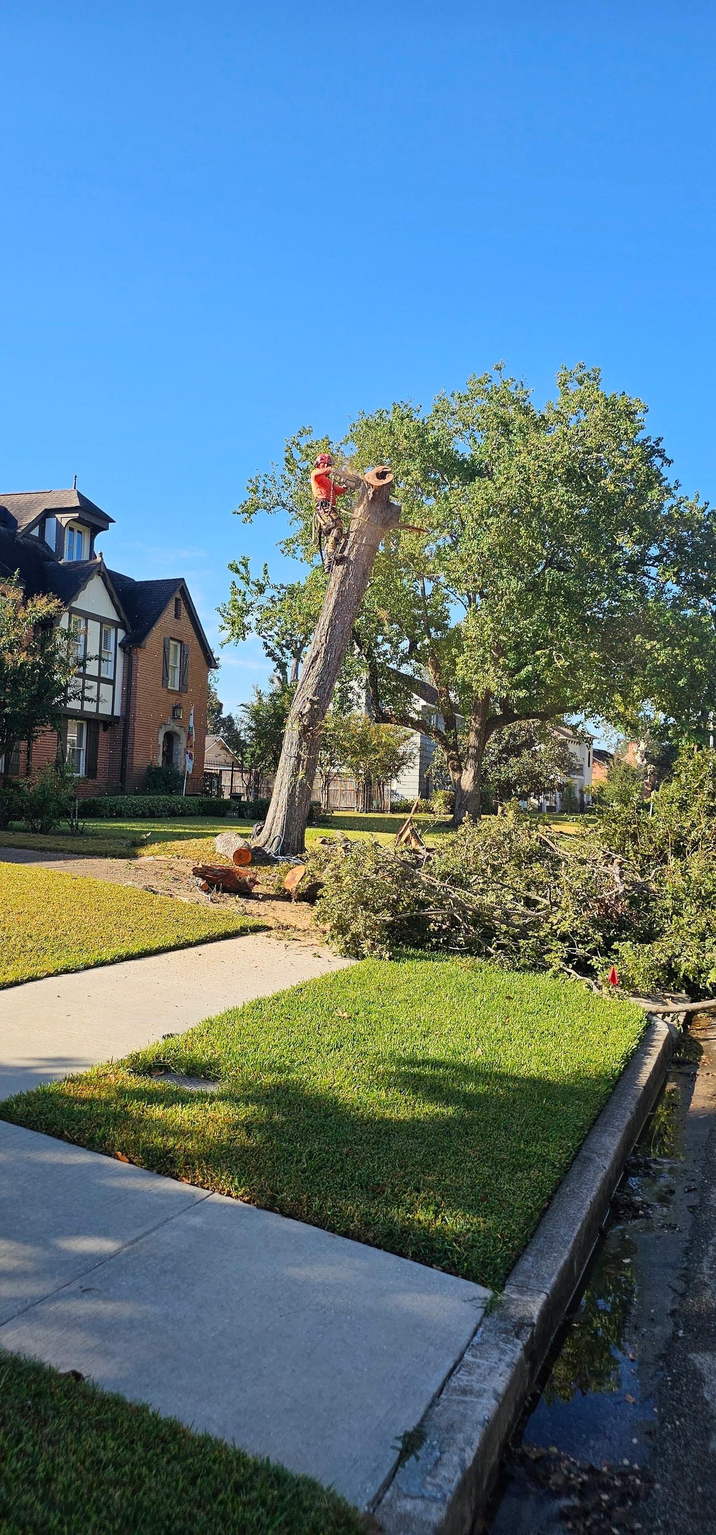  for Servin's Tree Care  in Houston, TX