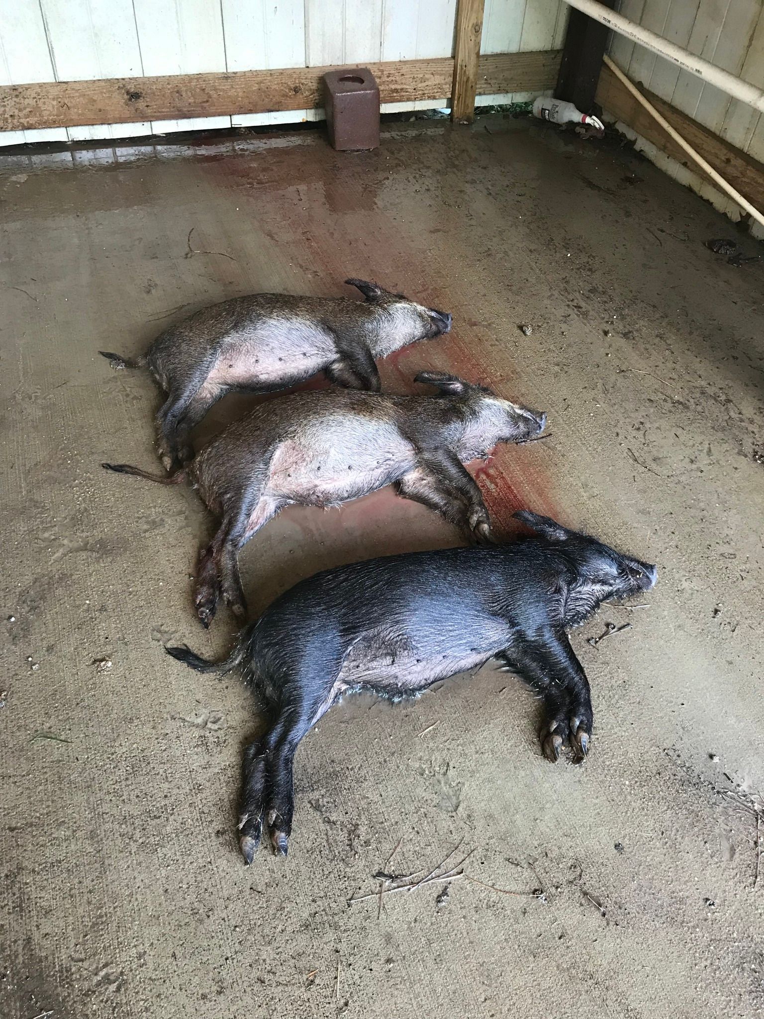  for Havoc Hog Control in Molino, FL