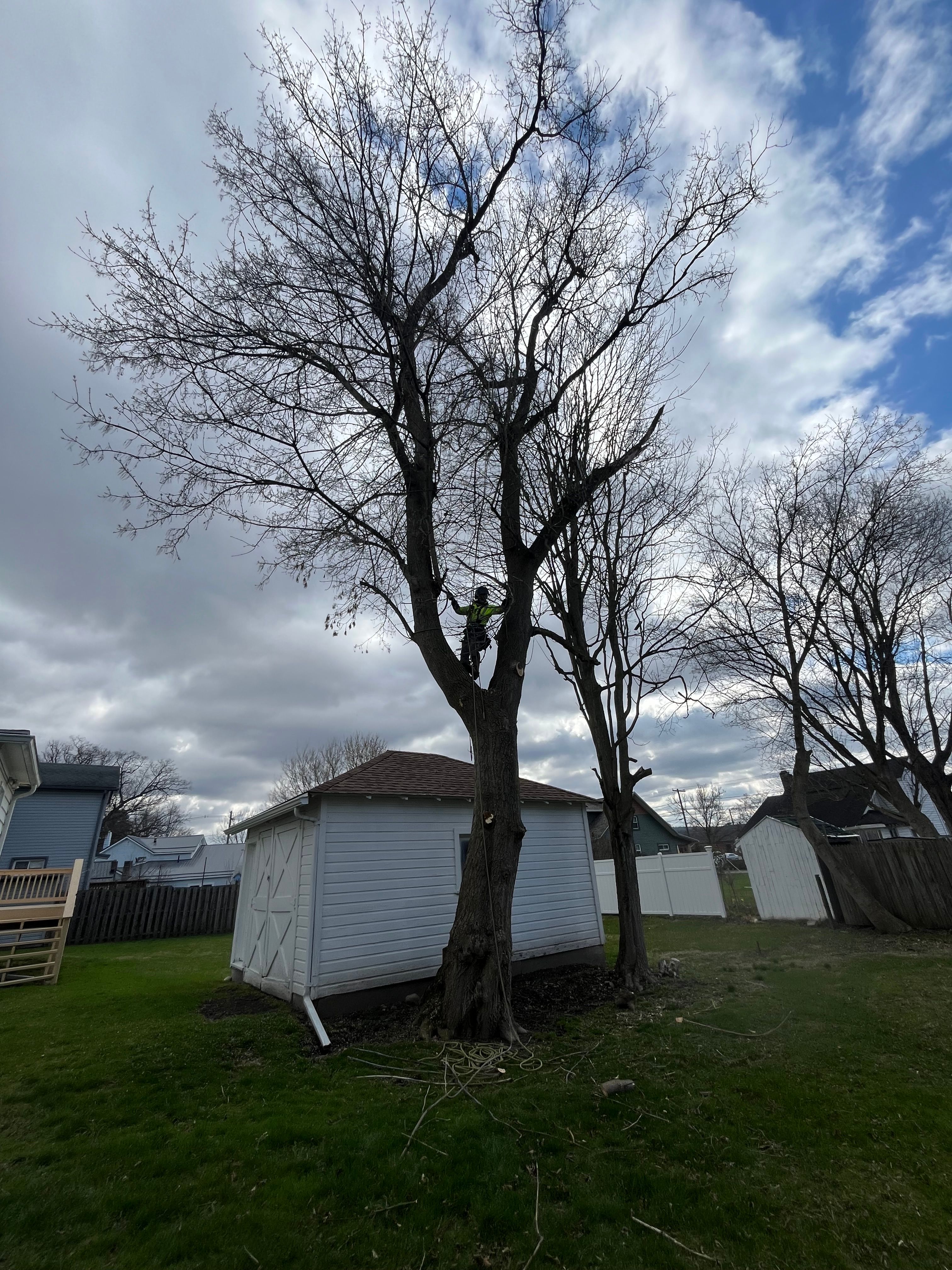 Tree Removal for Licensed to Cut Tree Service in Athens, PA