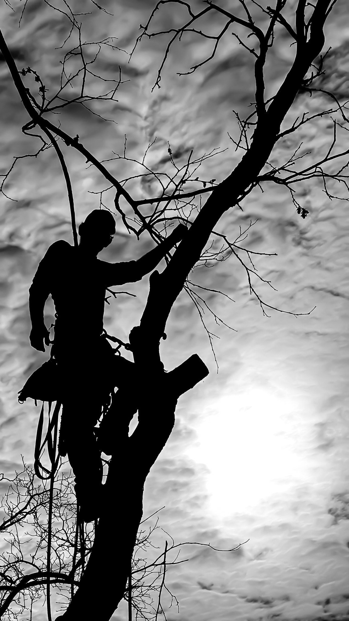  for Sky High Tree Service in Columbia, MO