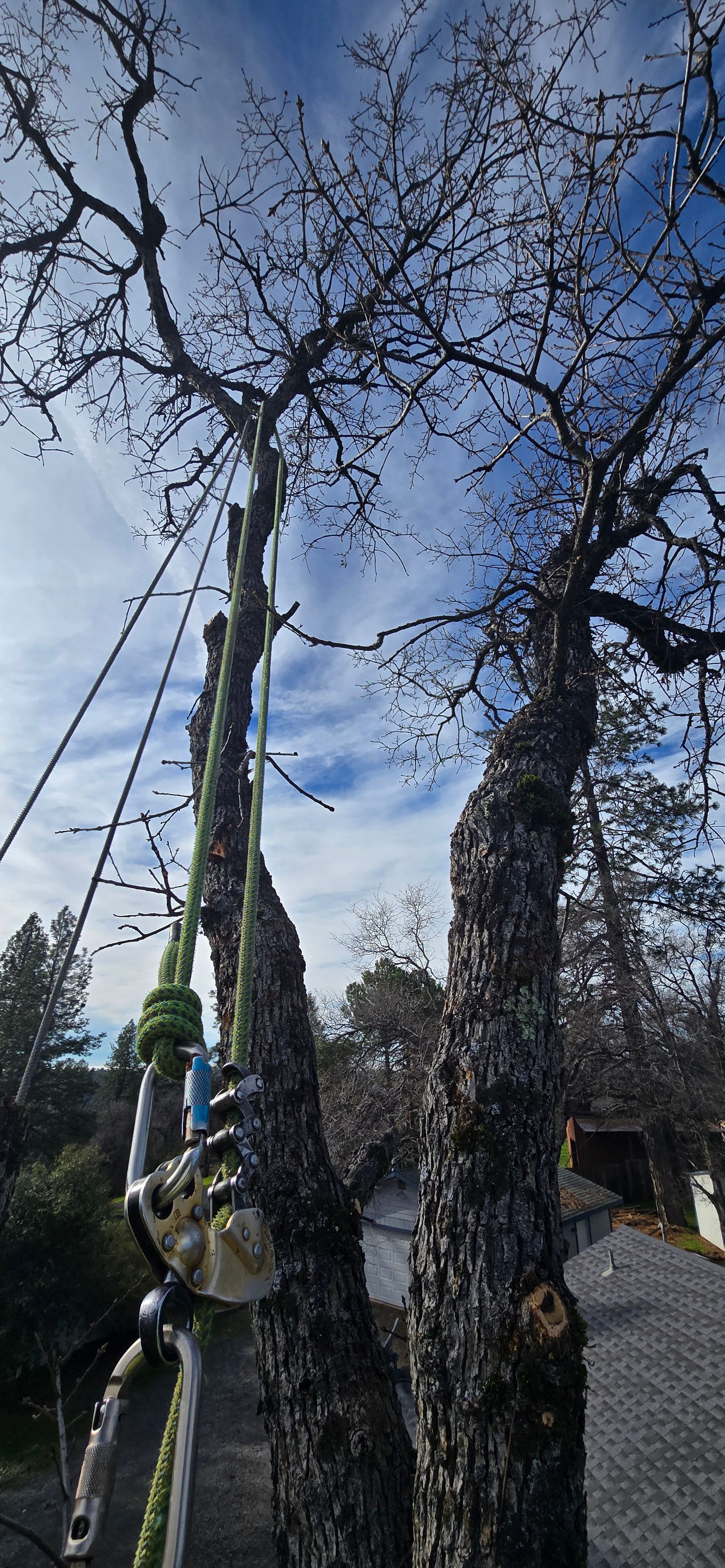  for George Staddan's Professional Tree Care in Placerville, CA