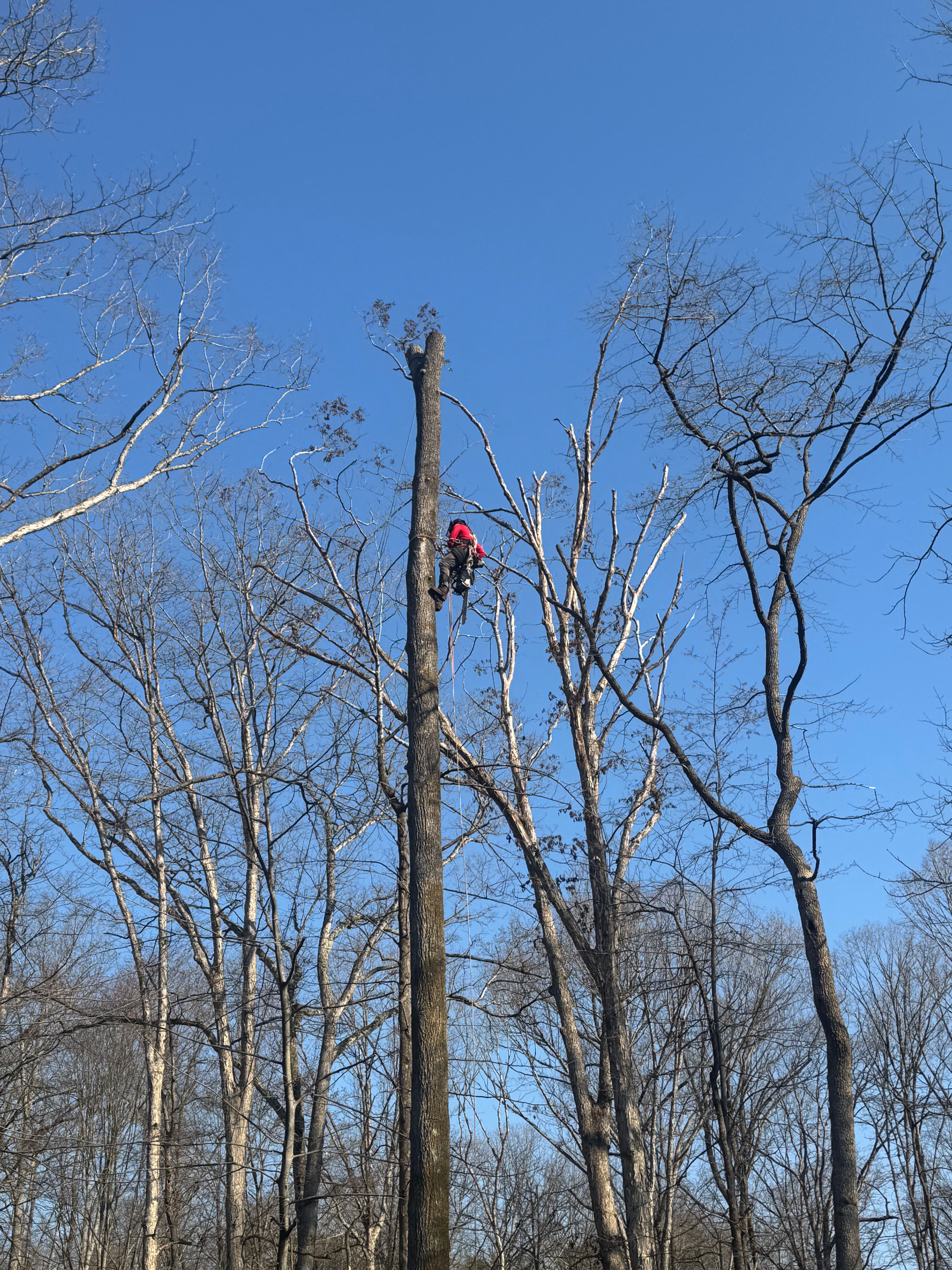  for Branch Out Tree Care LLC in Fredericksburg, VA