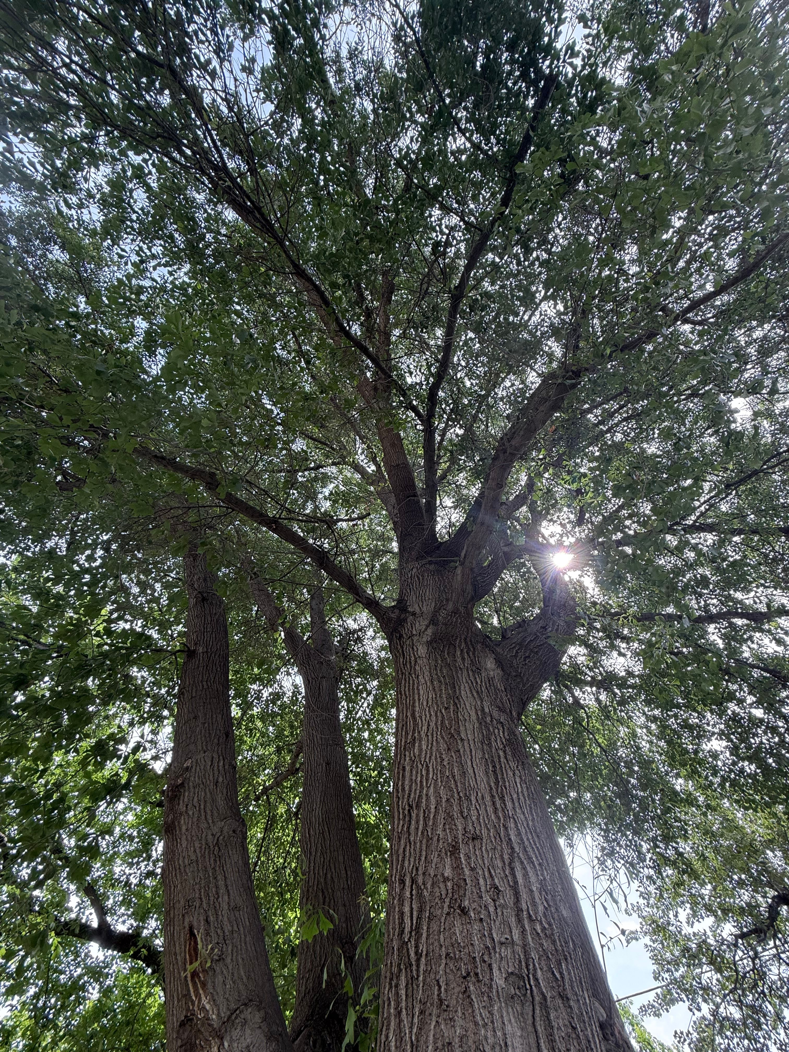 All Photos for Blu-J Tree Care in Arlington, TX