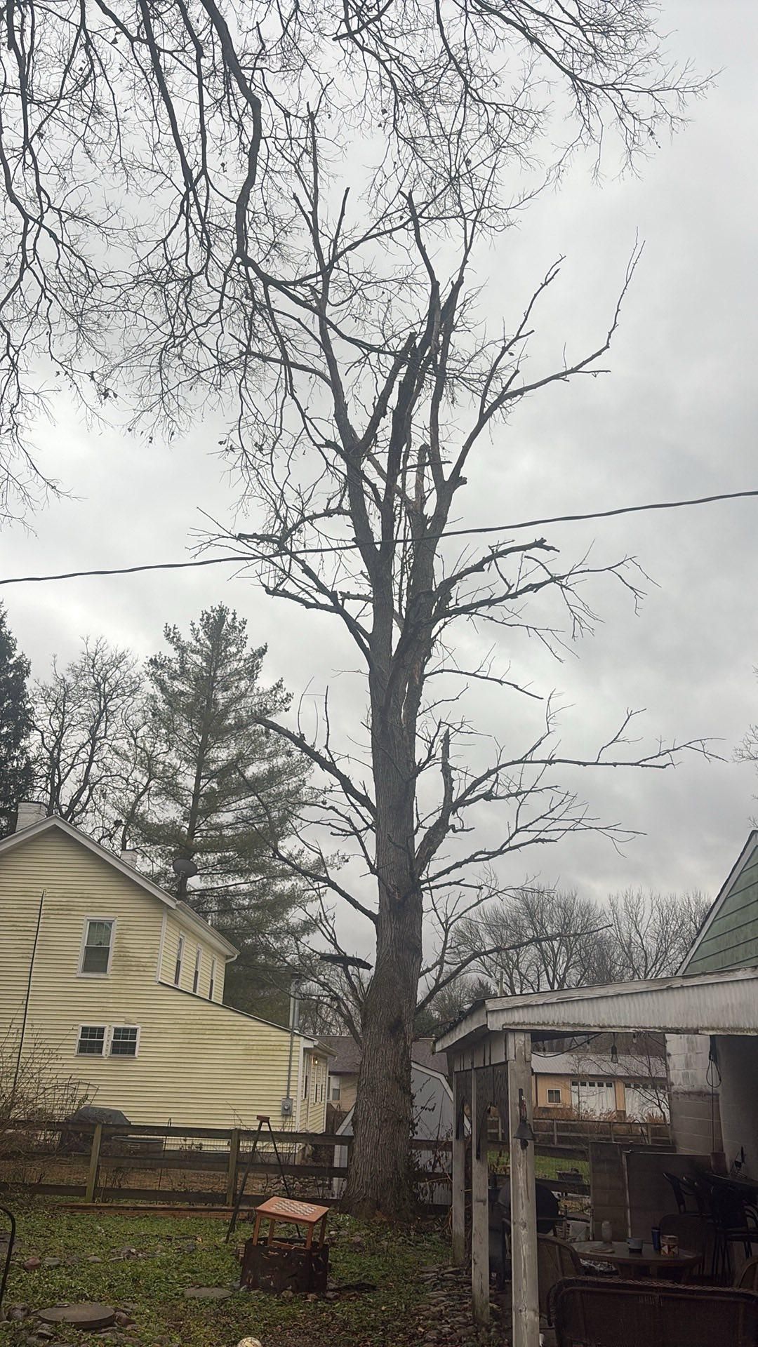  for Dig-It Tree Company in Mason, OH