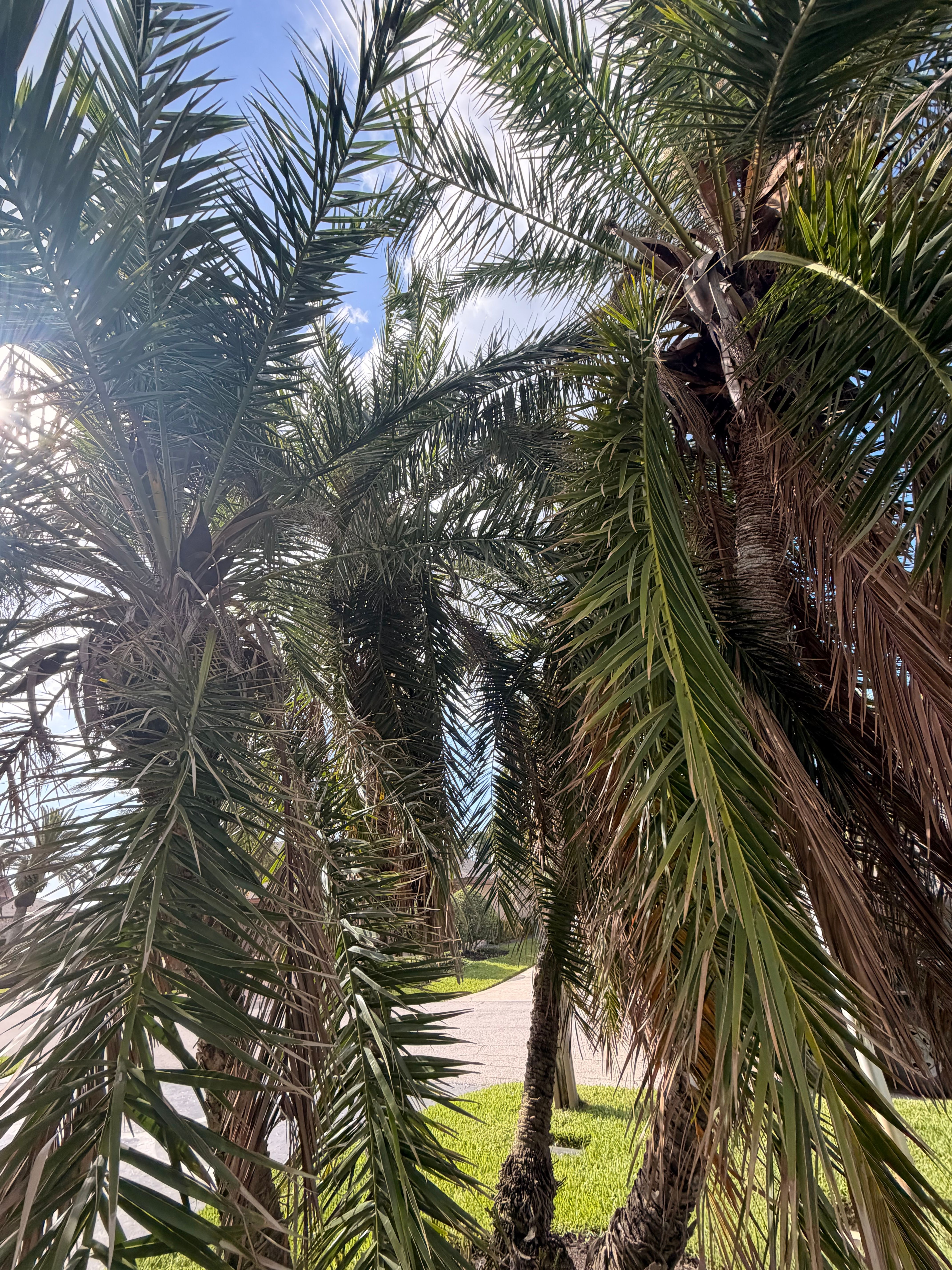  for Vanic's Landscaping in Port Orange, FL