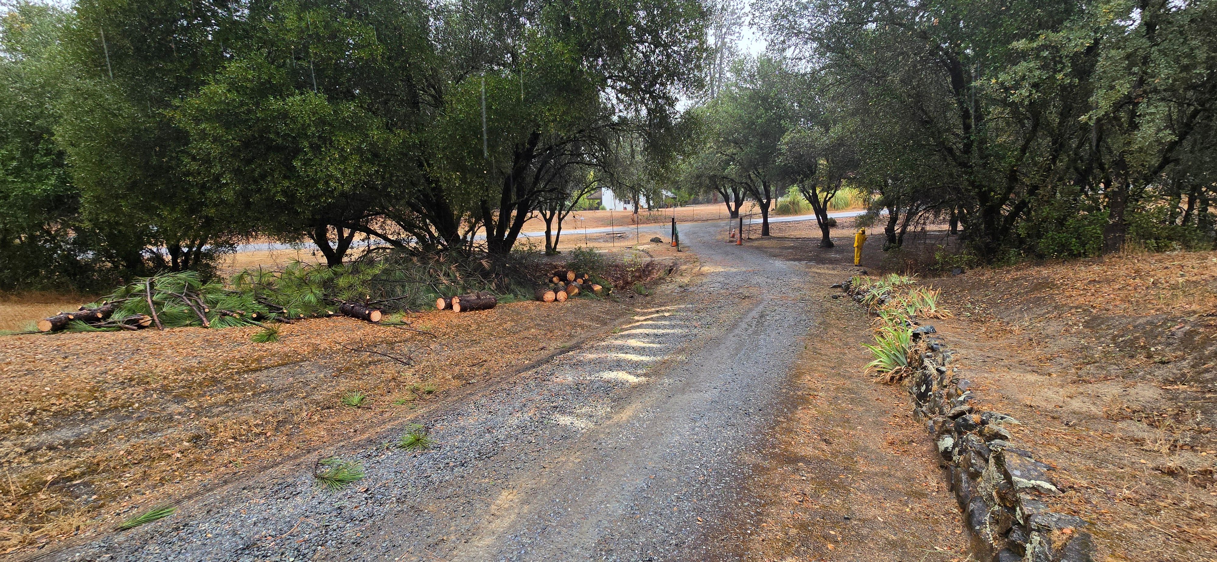  for George Staddan's Professional Tree Care in Placerville, CA