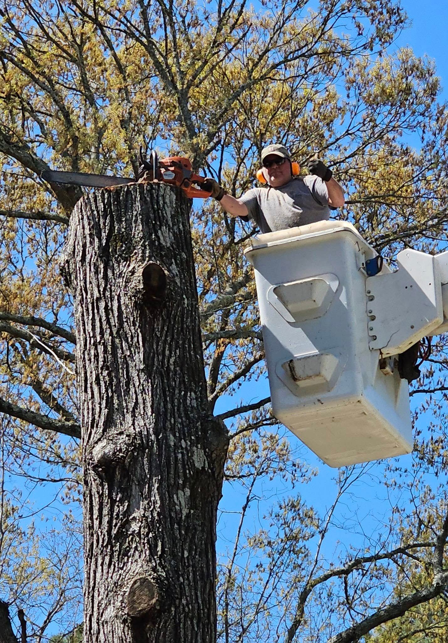 Tree Trimming for R&P Tree Service LLC in Greenville, South Carolina