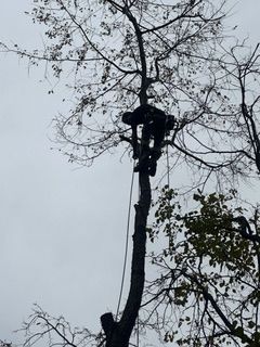  for Cisco Kid Tree Service LLC in Charlotte, North Carolina