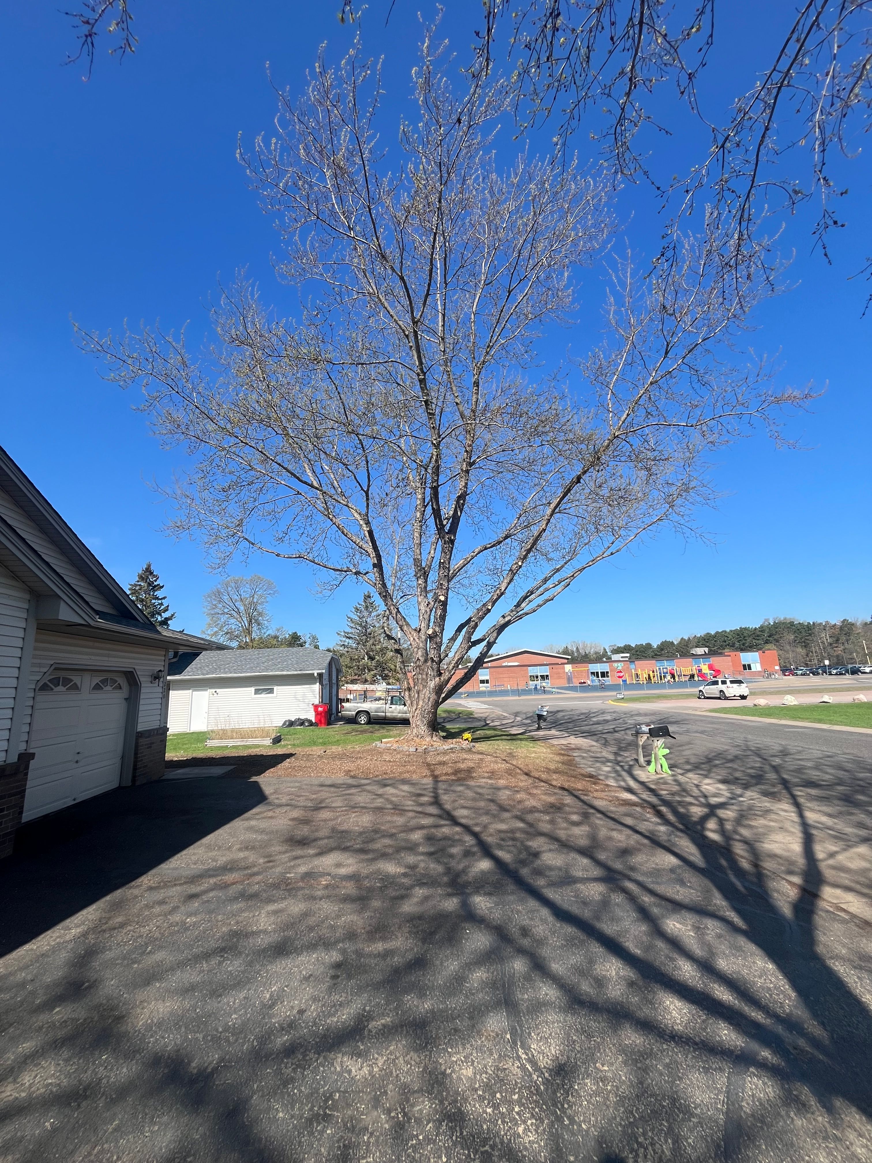 Trees for K and Z Tree Care in Andover, MN