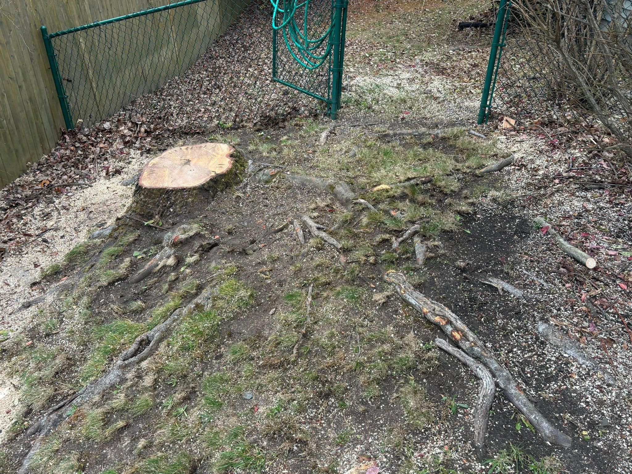  for T's Trees in Albany, NY