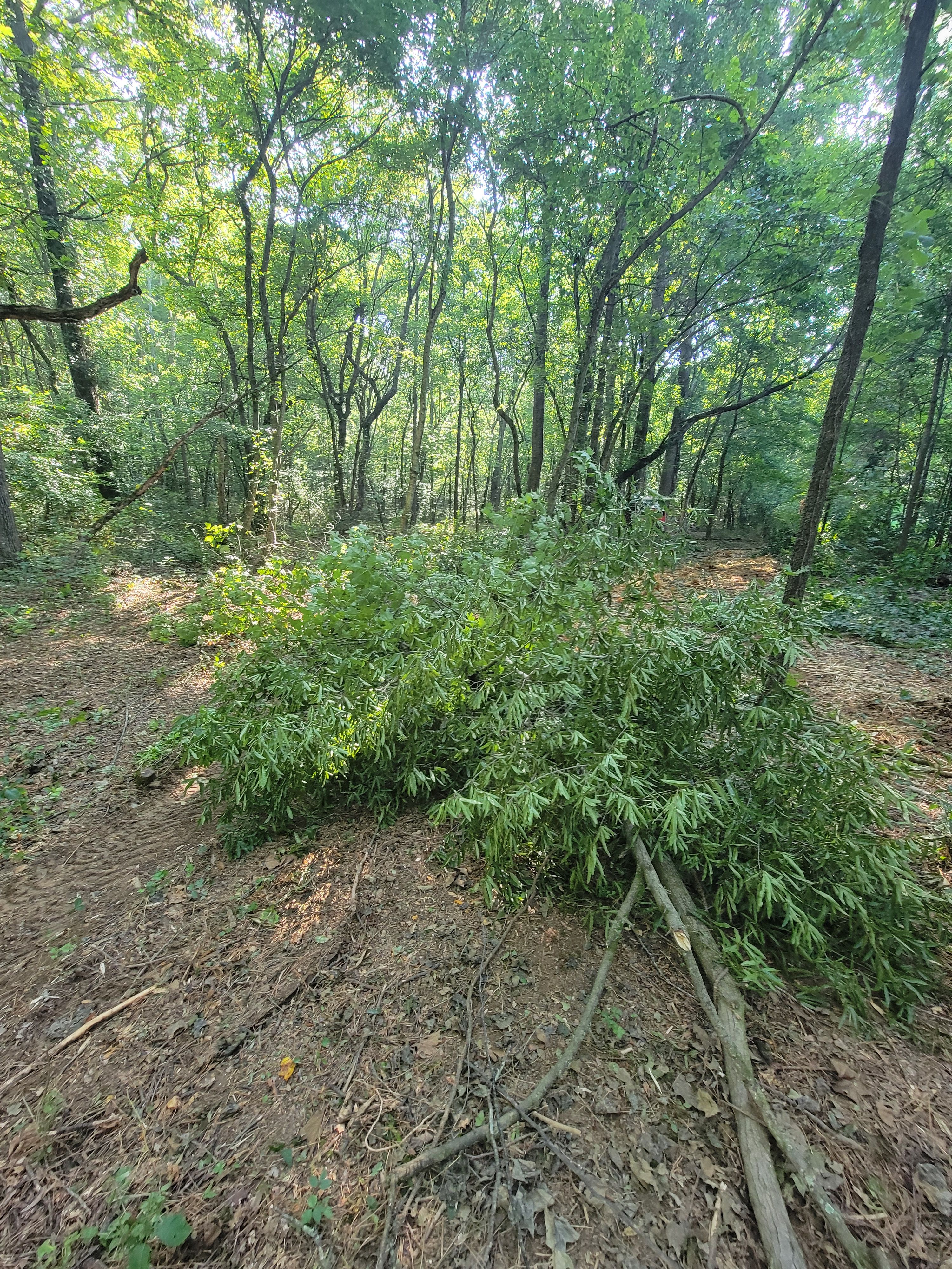  for Z's Land Management & Forestry Mulching in Smithville, TN