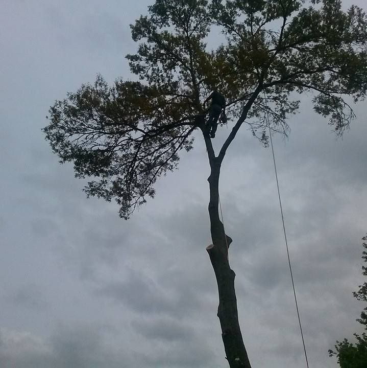 for Fast Cut Tree Service in Jacksonville Heights, FL