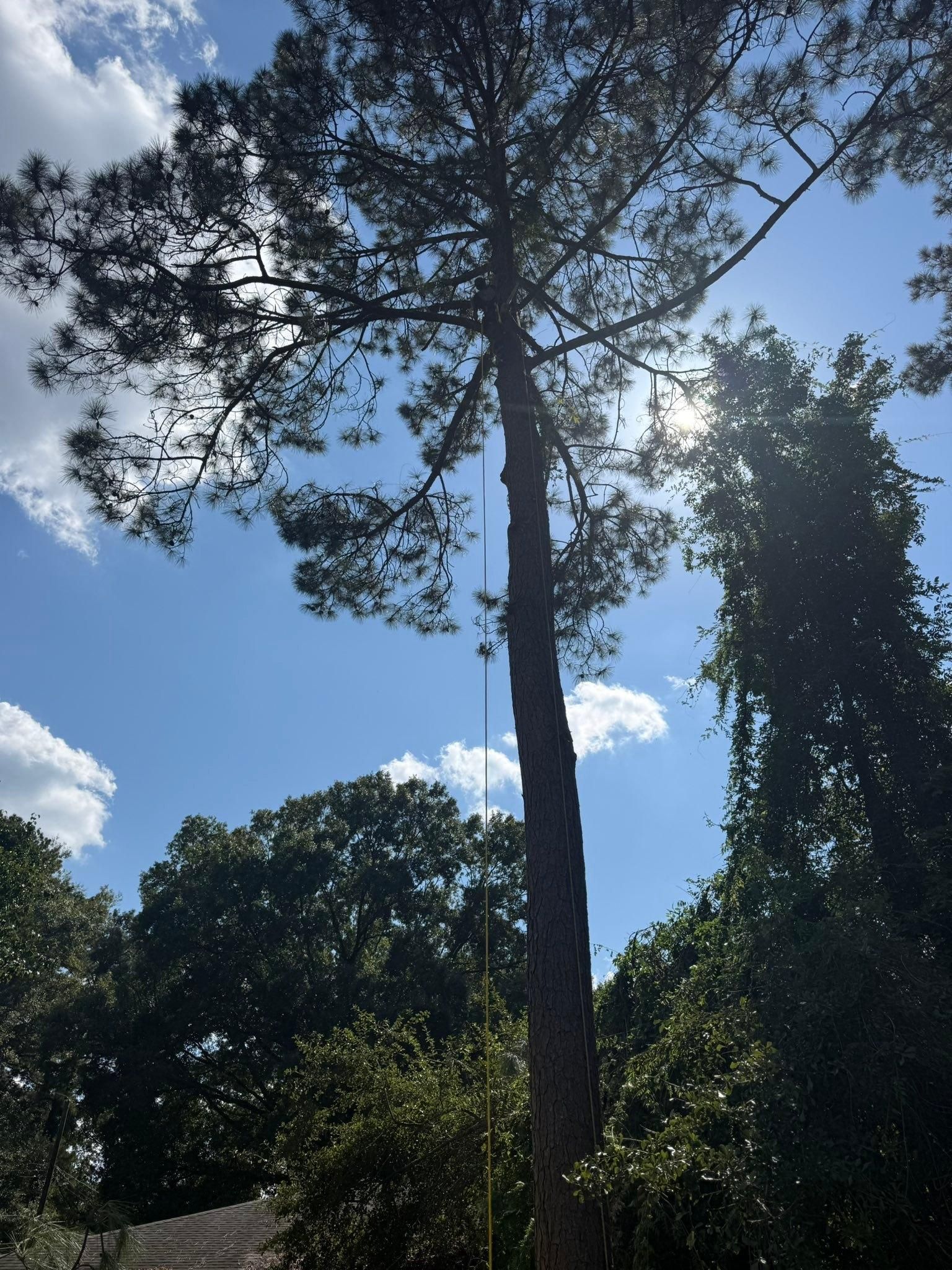 All Photos for Hawkins Tree Service & Land Management in Richmond Hill, GA