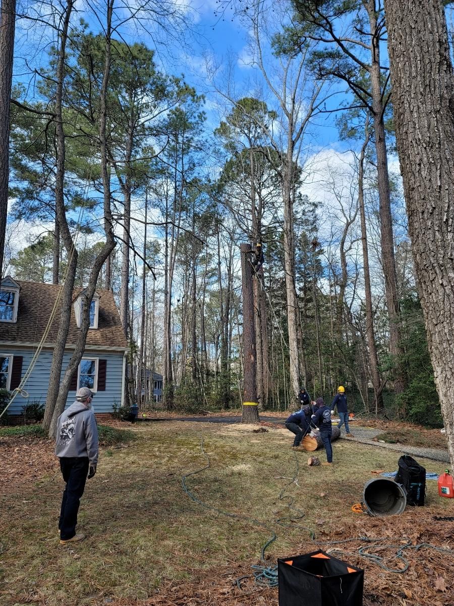  for Integrity Tree and Landscaping in Lynchburg, VA