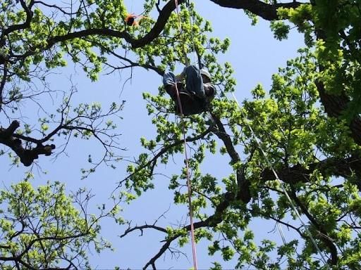  for TLC Professional Tree Service in Bedford, TX
