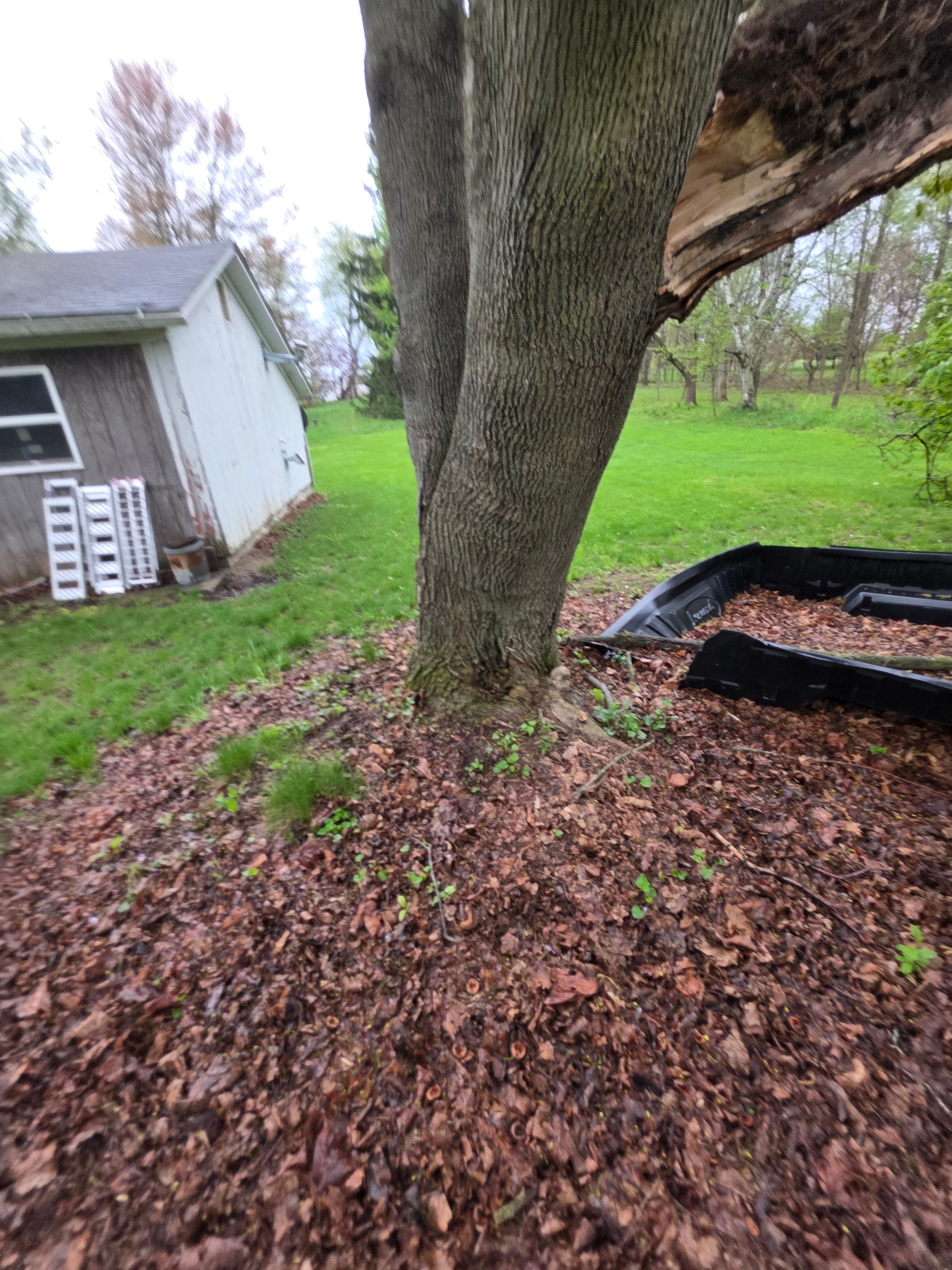  for D Hale Tree Service in Ann Arbor, MI