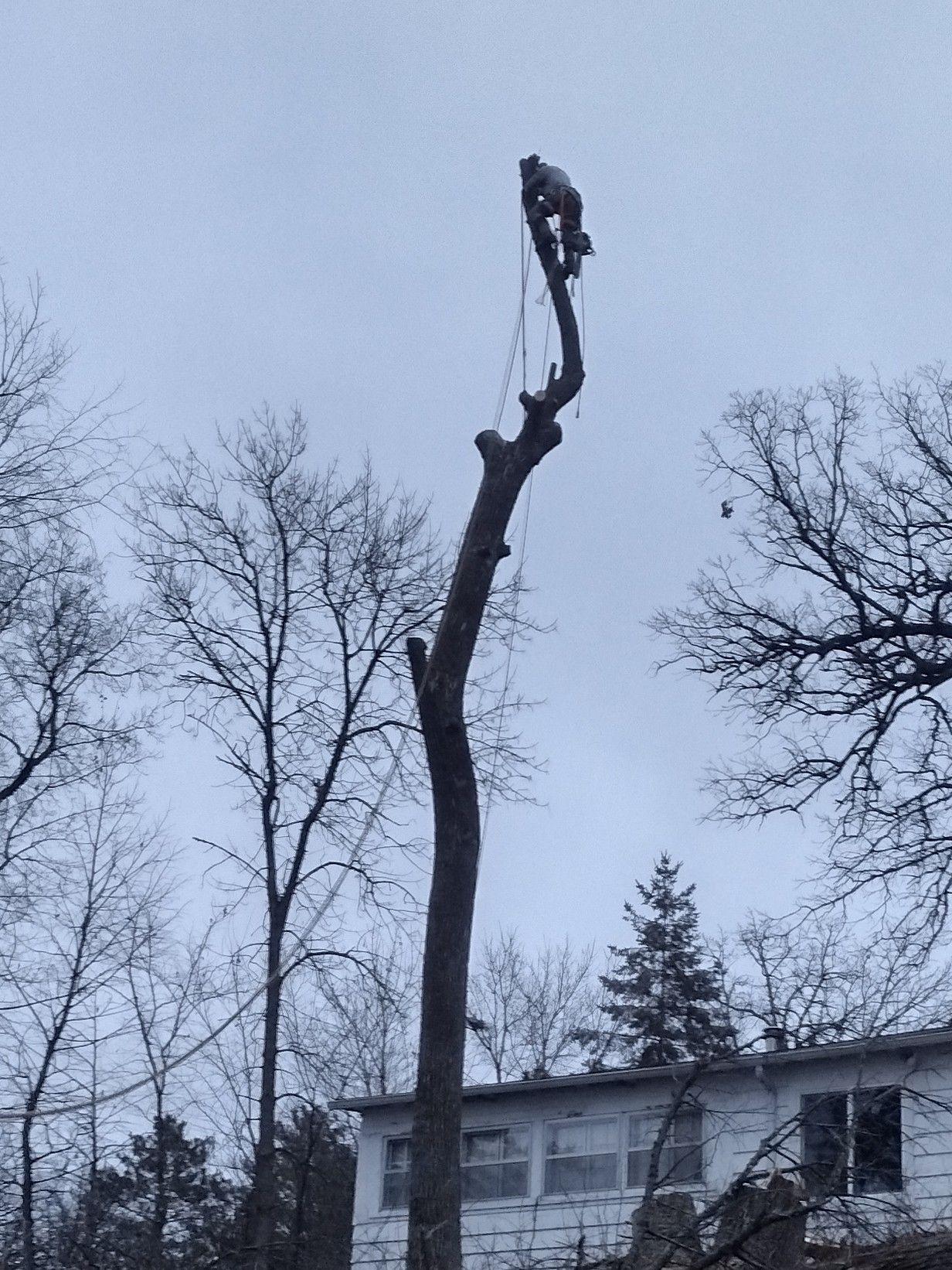  for Dan's Tree Service LLC in Bemidji, MN