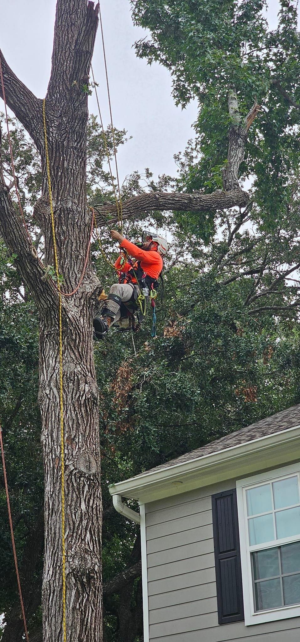  for Servin's Tree Care  in Houston, TX