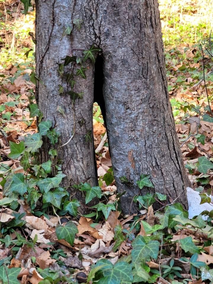  for Integrity Tree and Landscaping in Lynchburg, VA