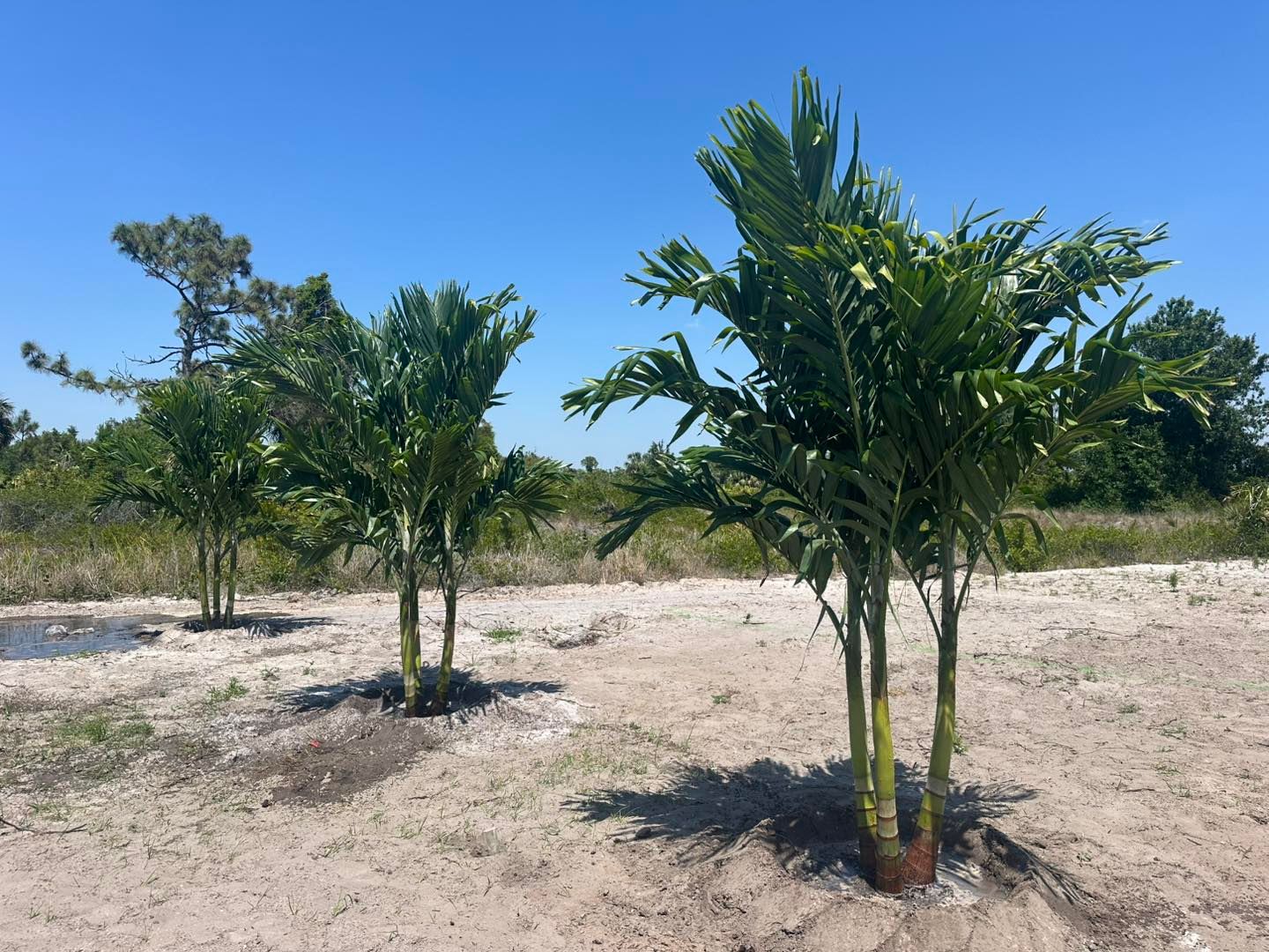  for Plant World LLC in Cape Coral, FL