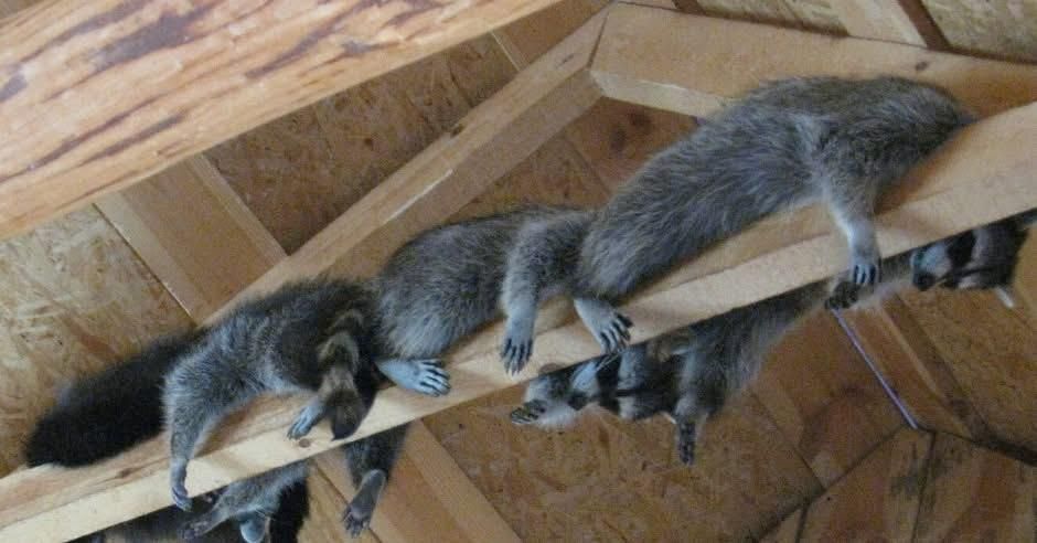All Photos for The Critter Crew in DFW, TX