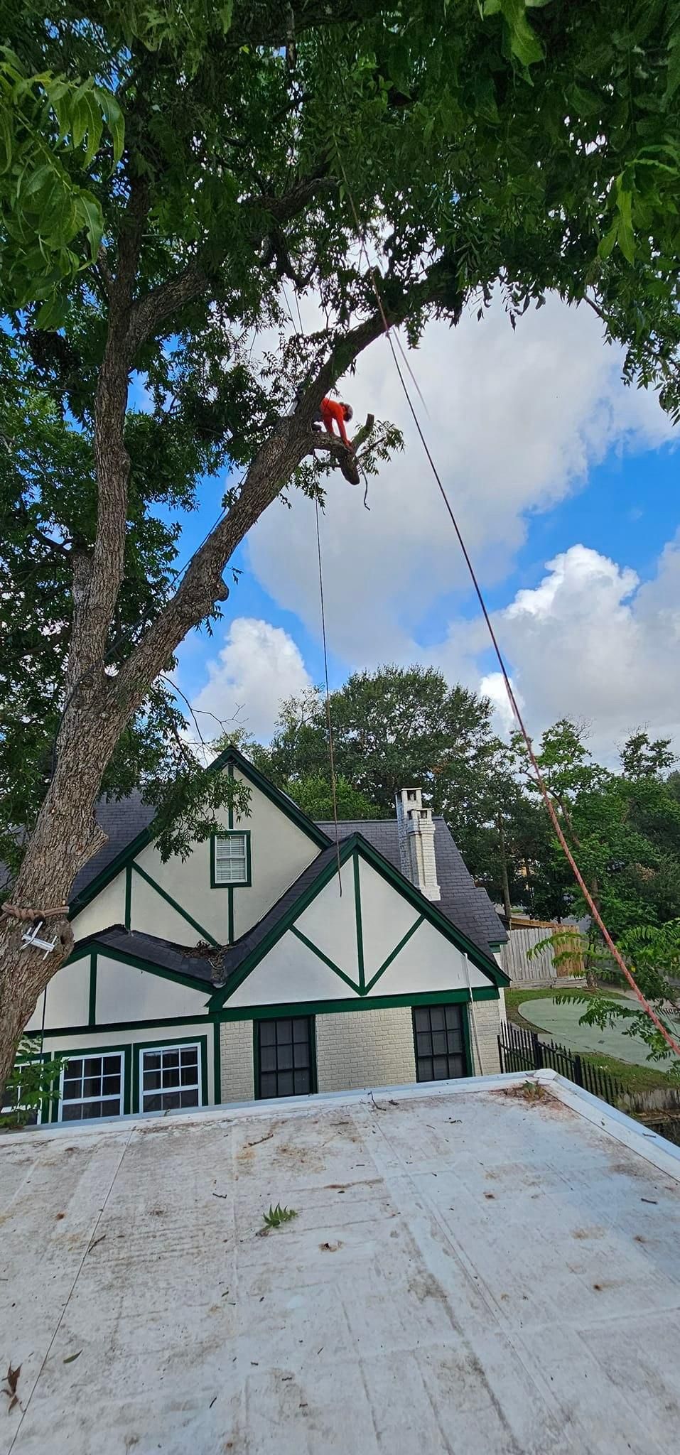  for Servin's Tree Care  in Houston, TX