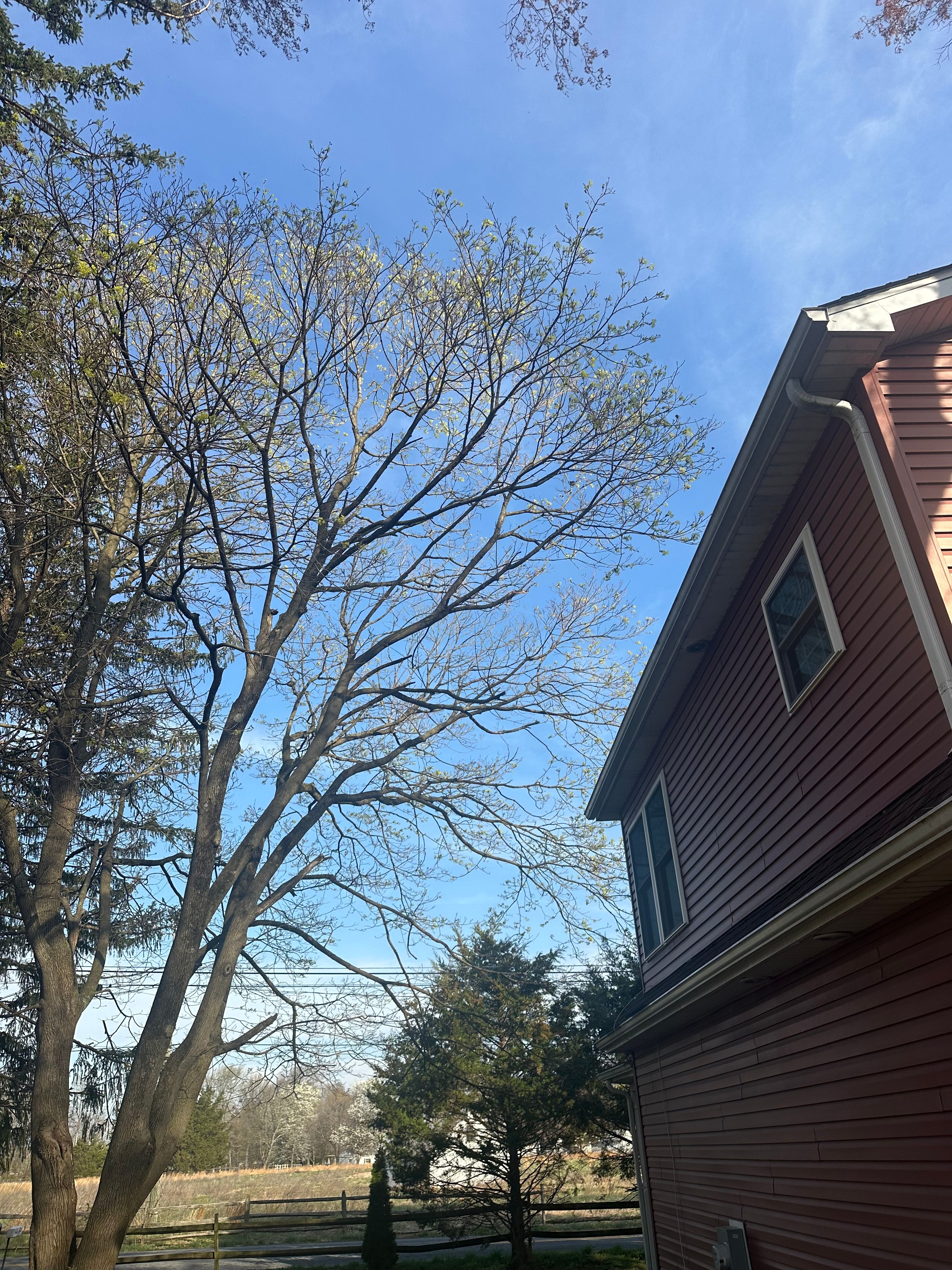  for Loockerman's Tree and Stump Removal in Dover, DE