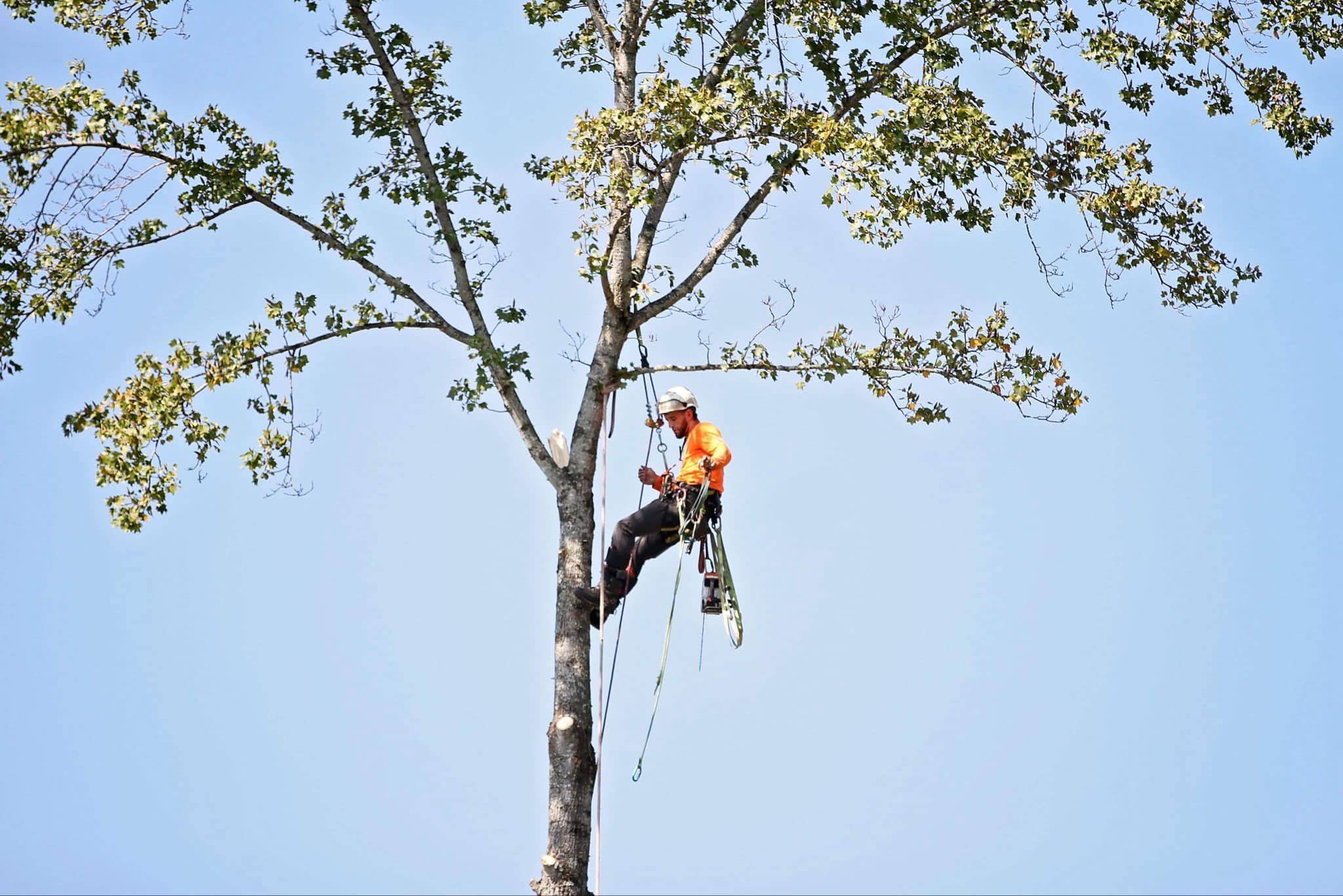 All Photos for Brocks Tree Service LLC in Rogersville, TN