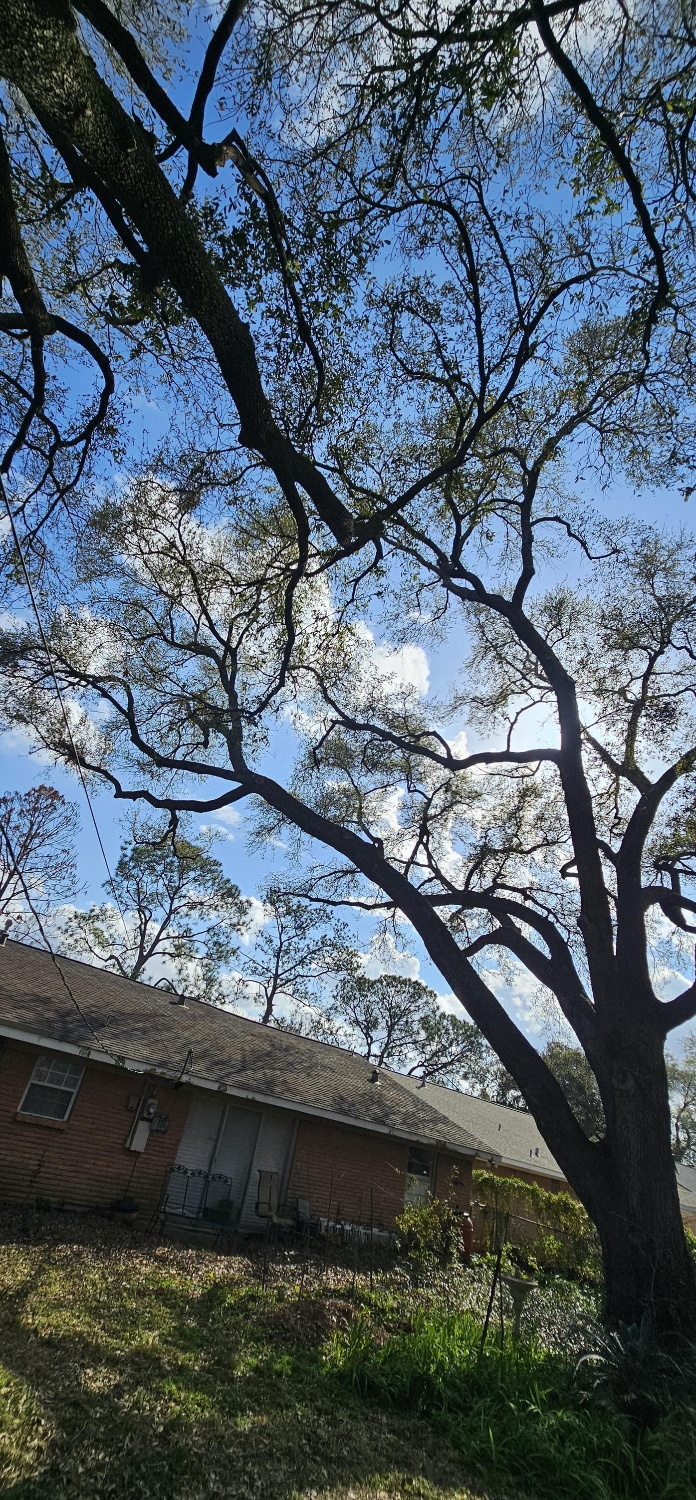  for Servin's Tree Care  in Houston, TX
