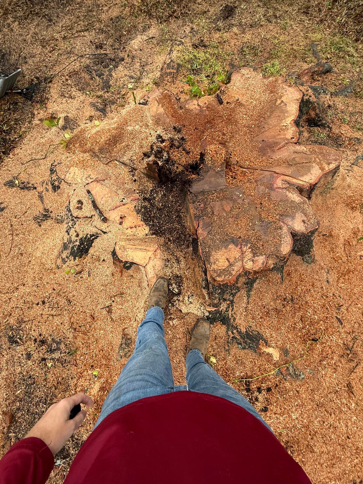  for Grizzly Stump Grinding in Sarasota, FL