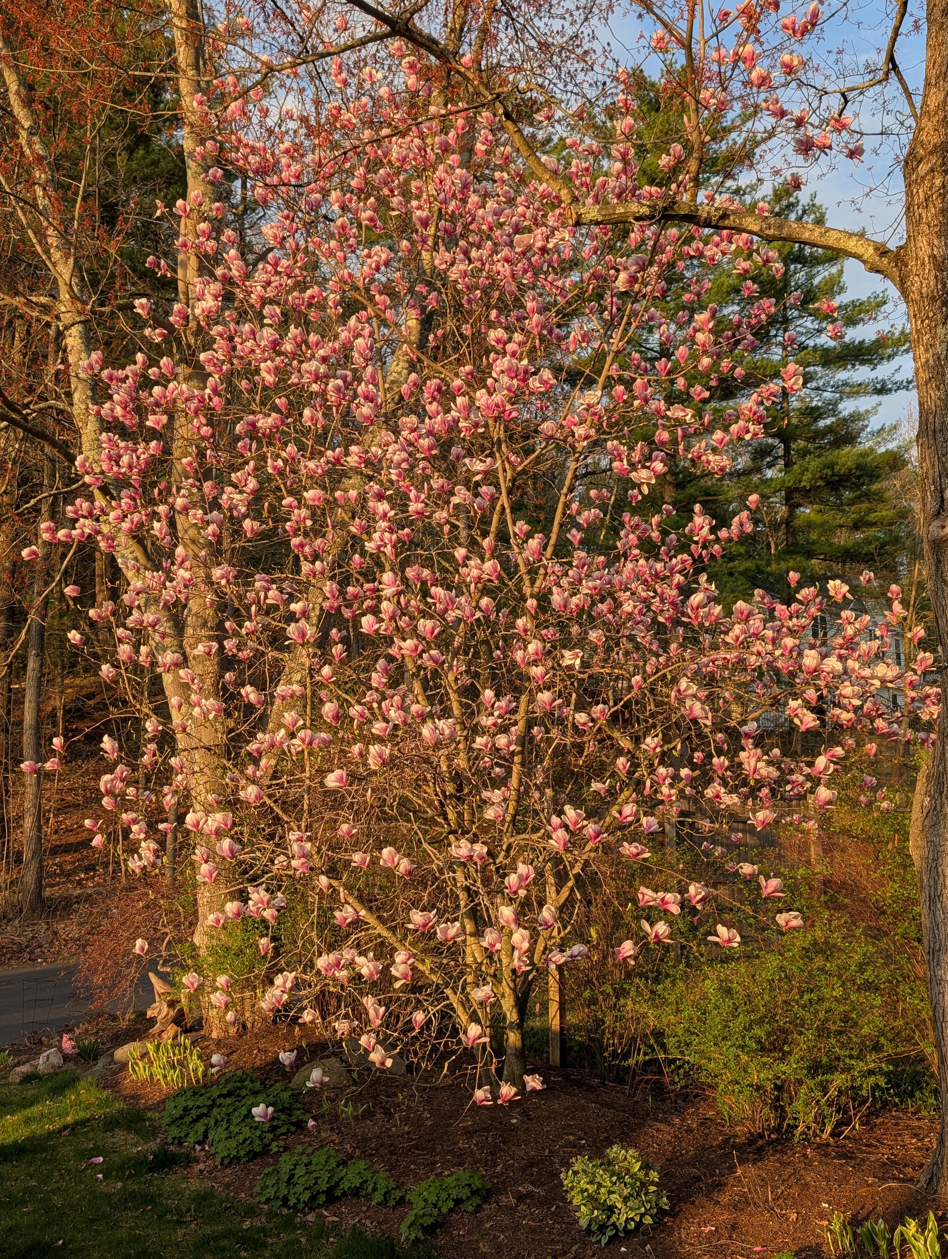  for Evolution Earthscapes, LLC in Ludlow, MA