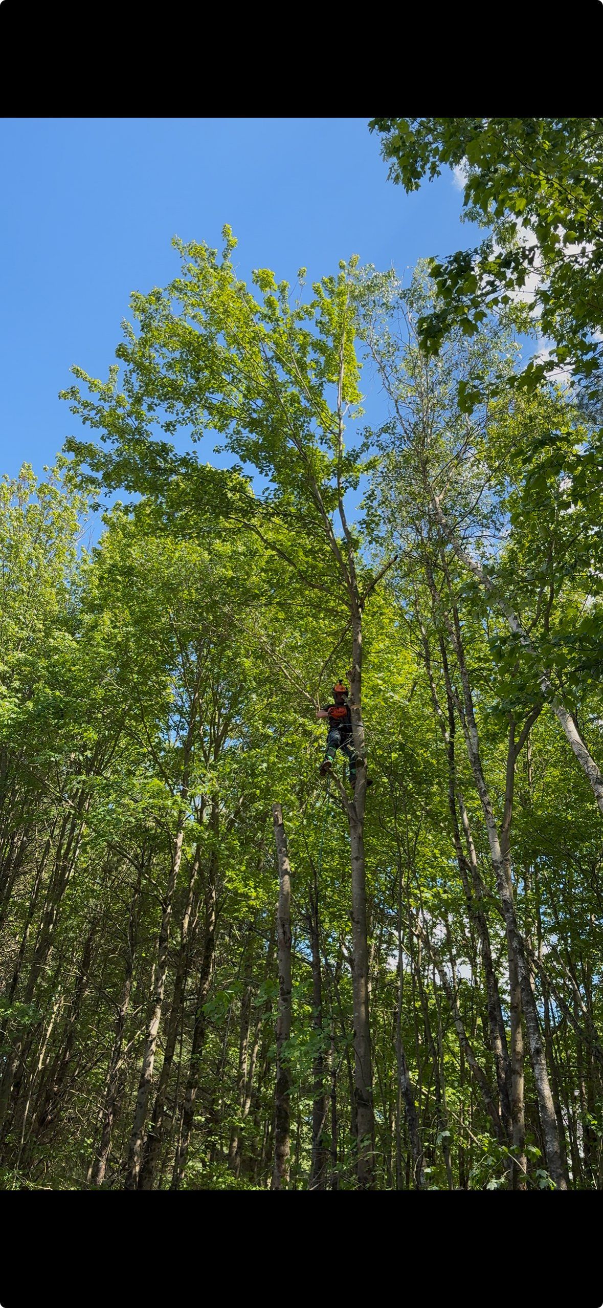  for Deciduous Treeworks LLC in Concord, NH